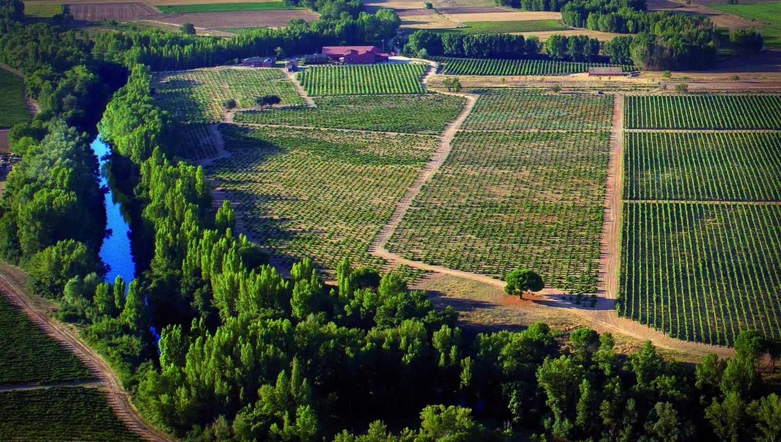 Viñedos de Dominio Fournier, la bodega de González Byass en Ribera del Duero en la que se llevará a cabo el ensayo.