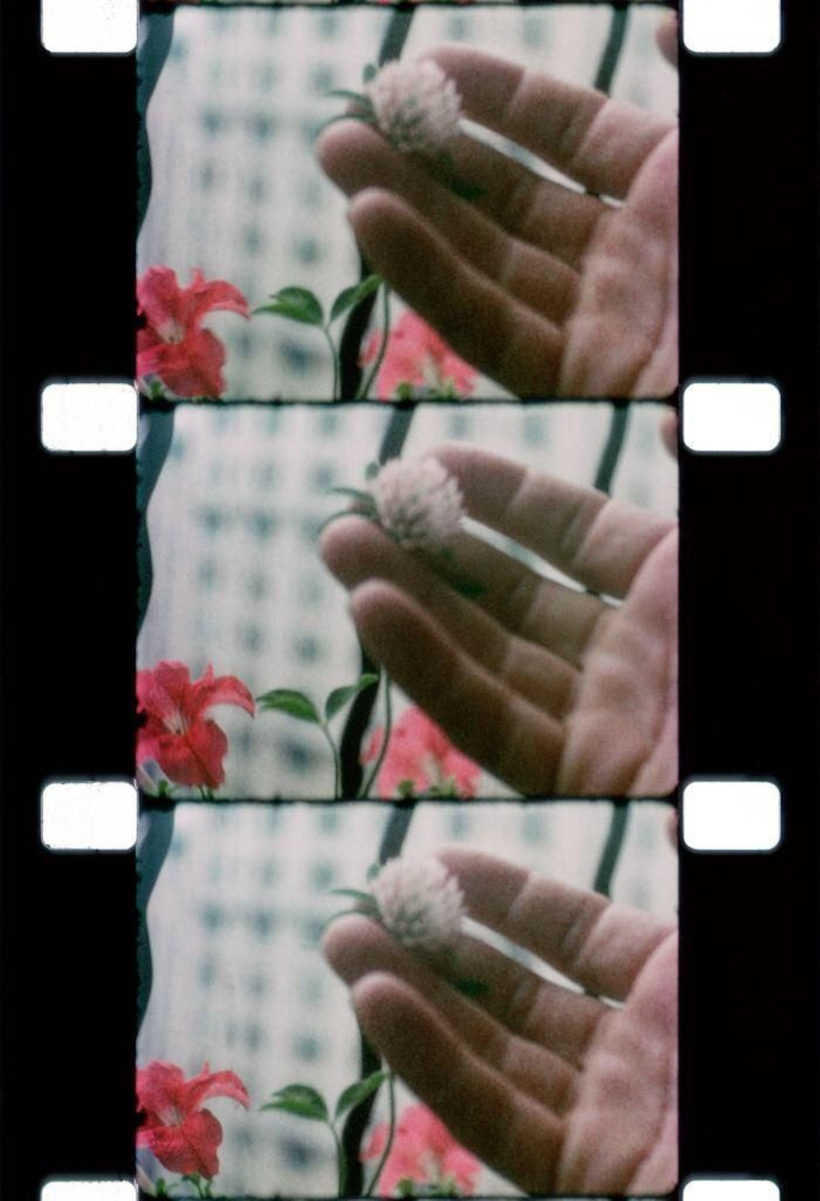 Fotografía de un celuloide