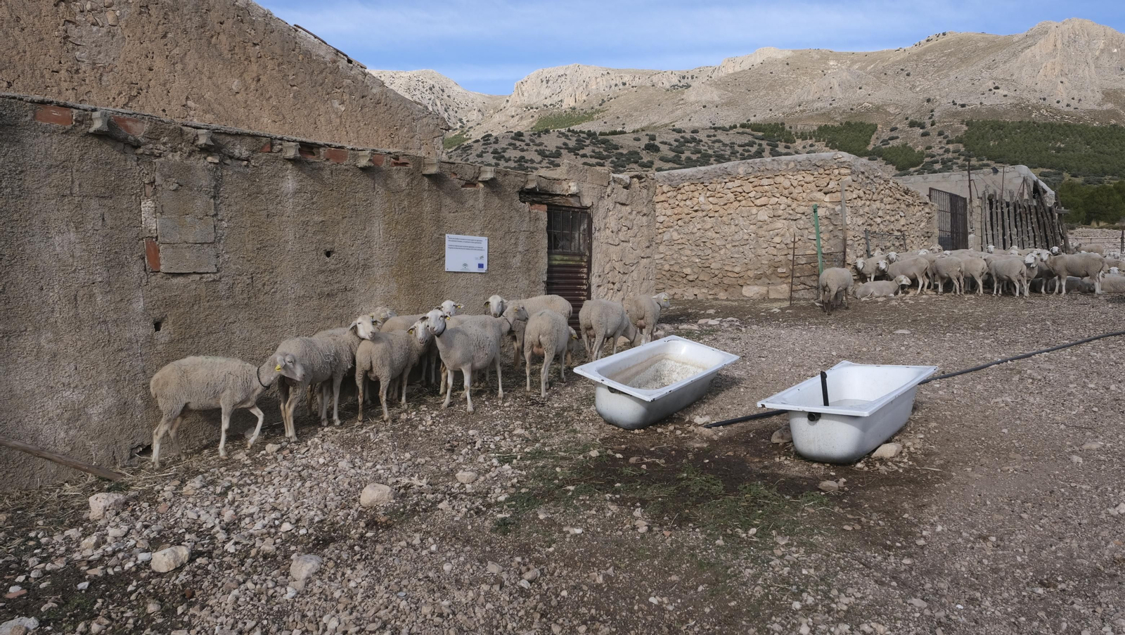 Fotogalería de la ganadería tradicional de Vélez Rubio, las imágenes más tiernas de los corderos recién nacidos