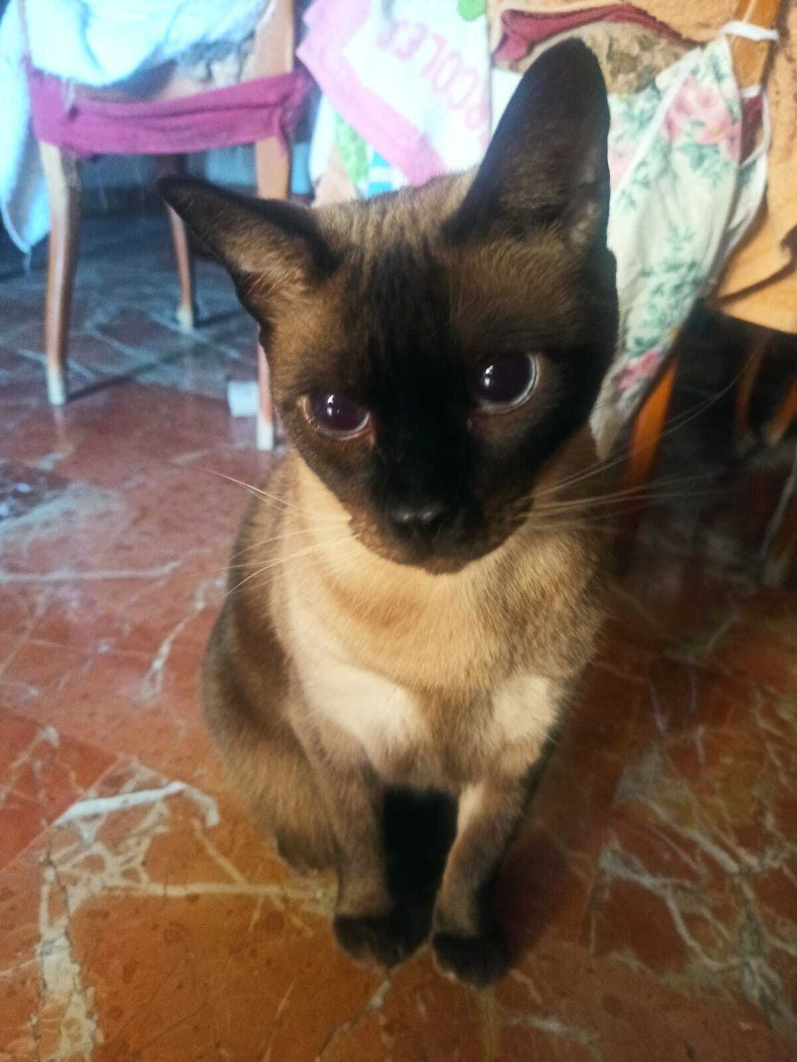 Acacio es el siamés sordo y ciego.