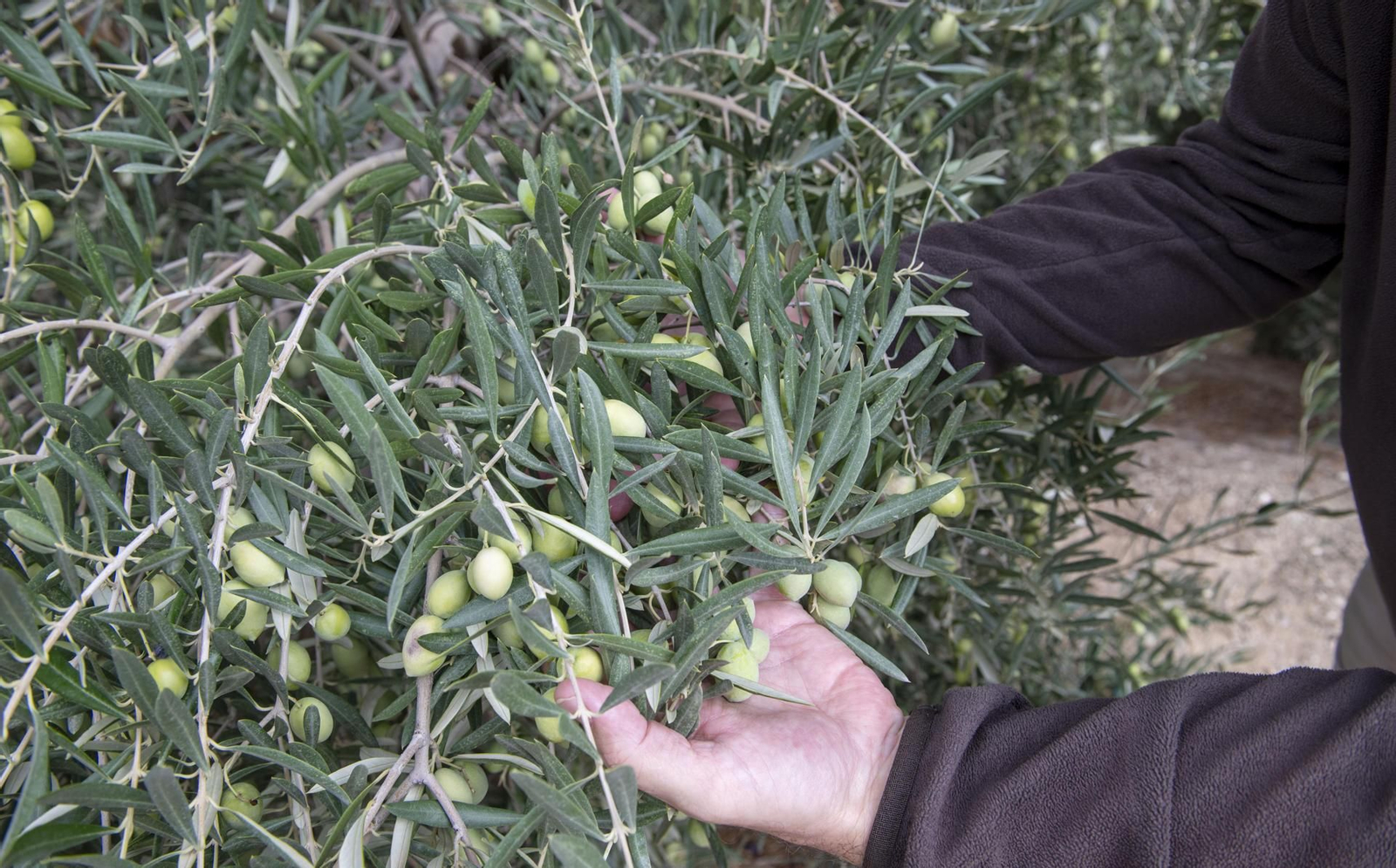Las lluvias engordan la aceituna y vaticinan más producción de aceite de oliva.
