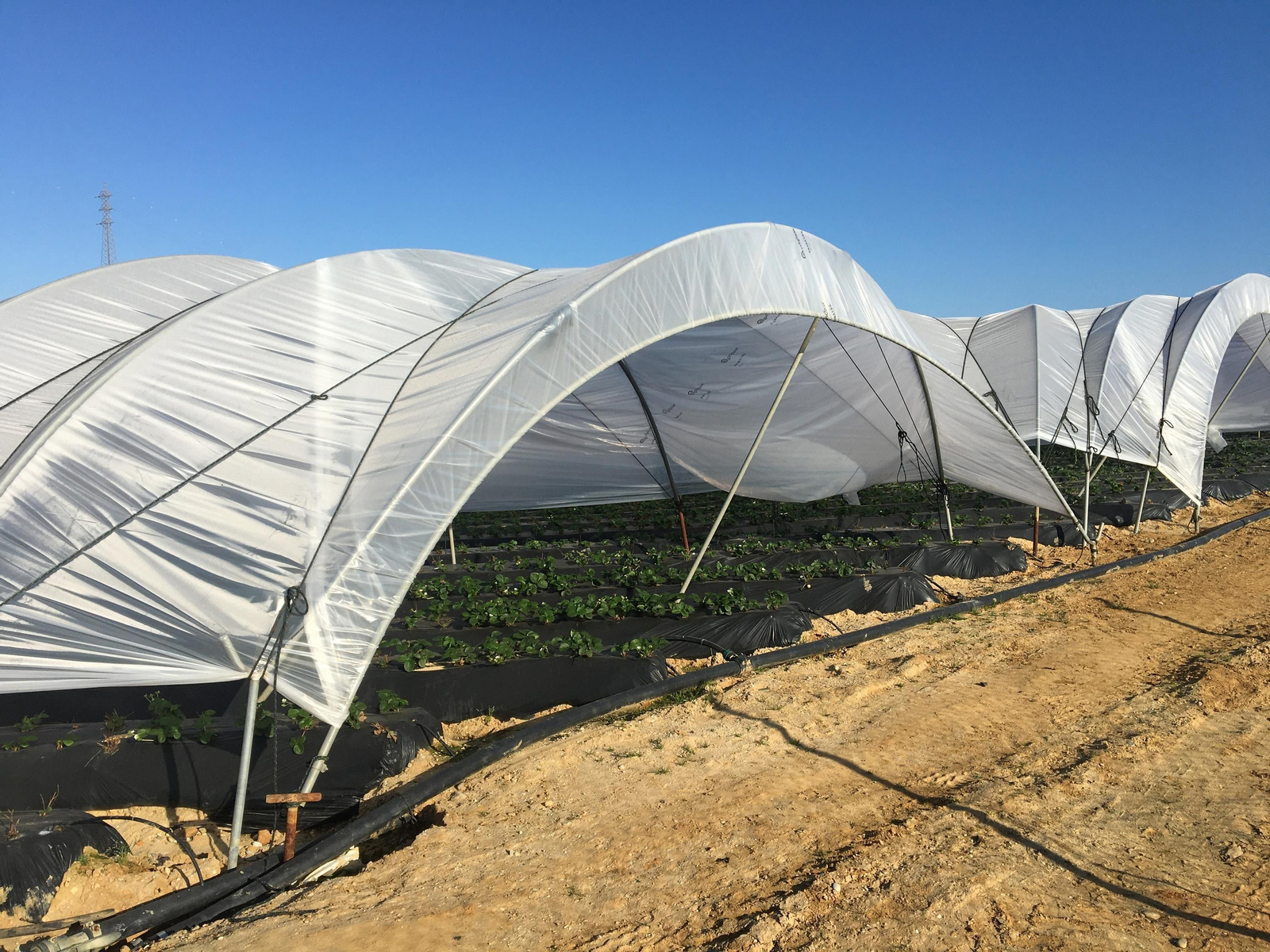 La gestión de los residuos plásticos agrarios, un asunto pendiente con perspectivas de solución