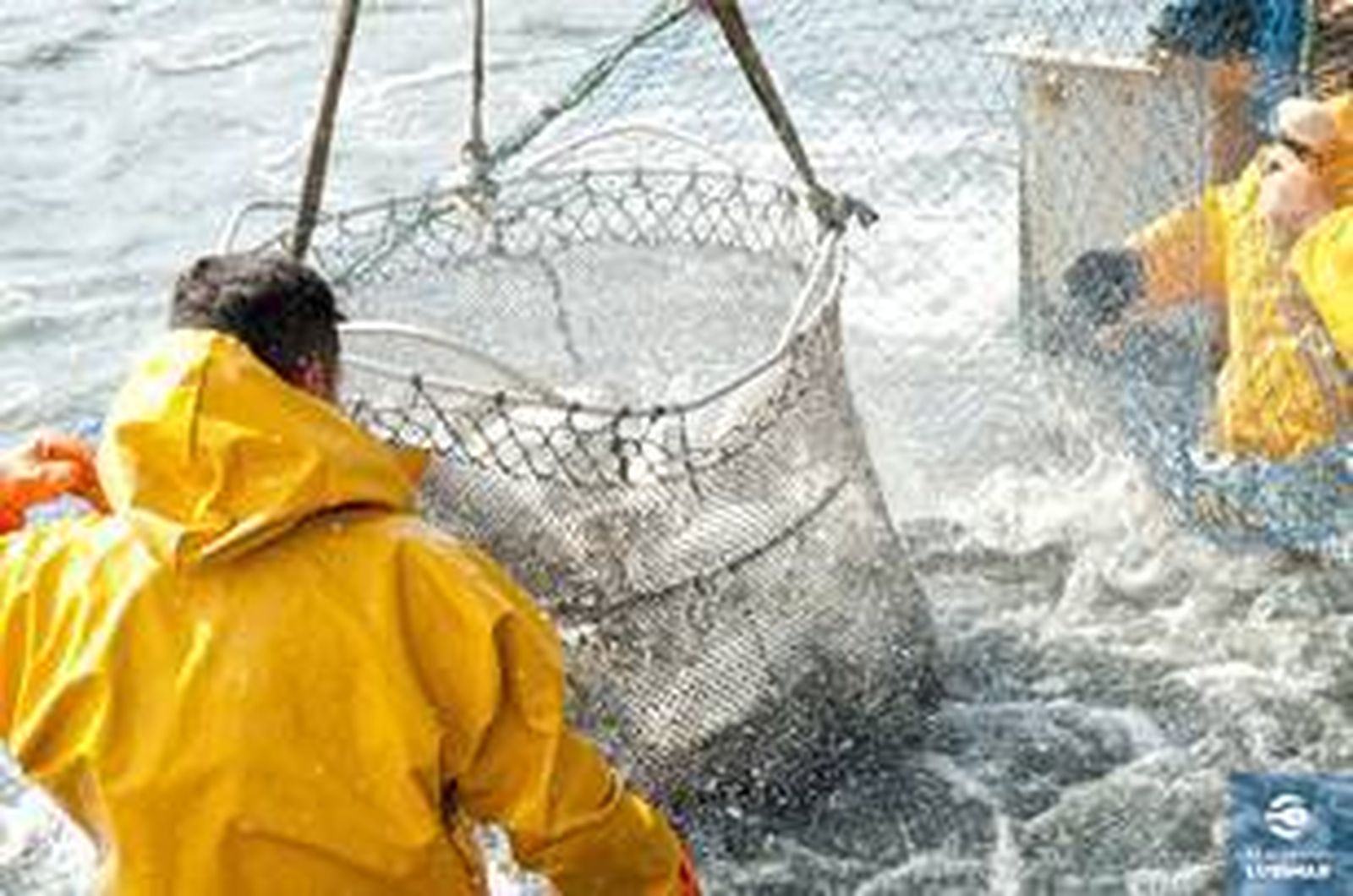 El pescado de estero es el protagonista de las jornadas y de la charla que se ofrece este jueves.