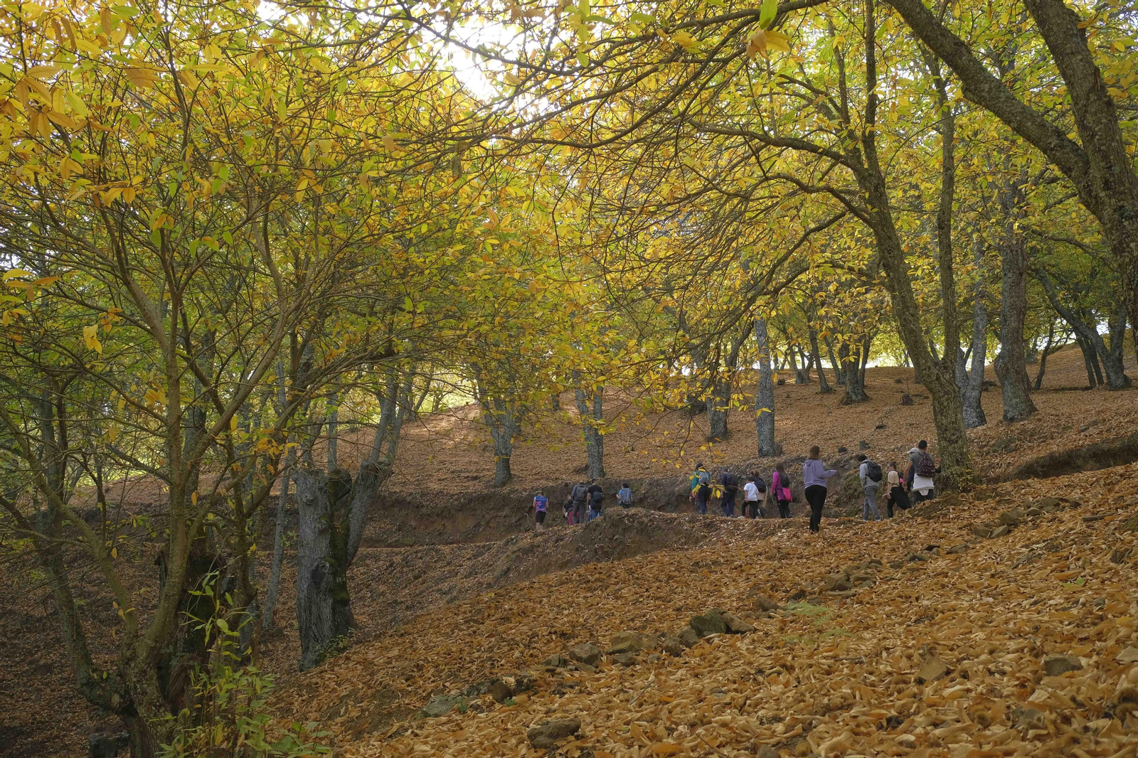 El Bosque de Cobre, en imágenes