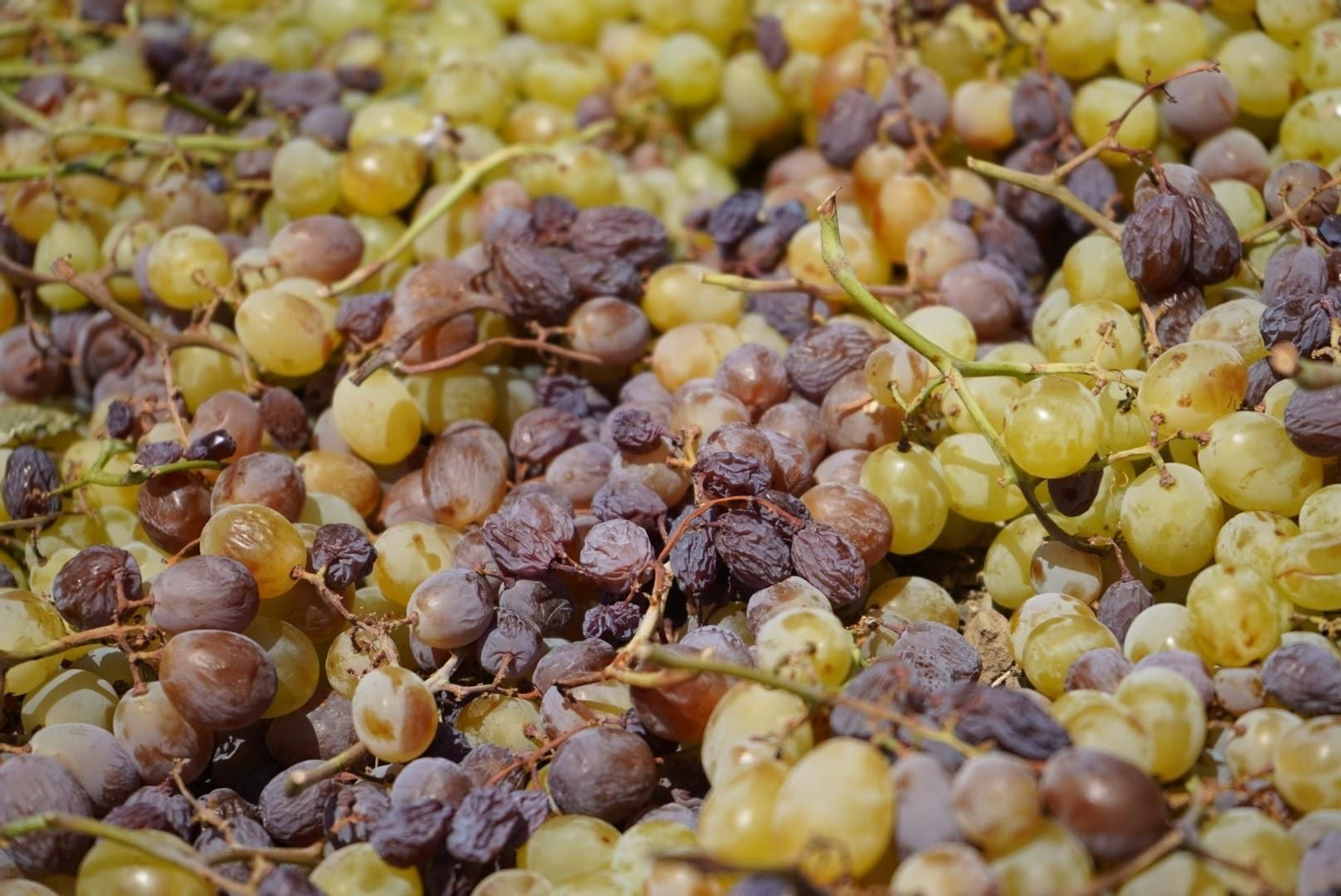 Uvas pasas moscatel de la Axarquía de la vendimia del año pasado.