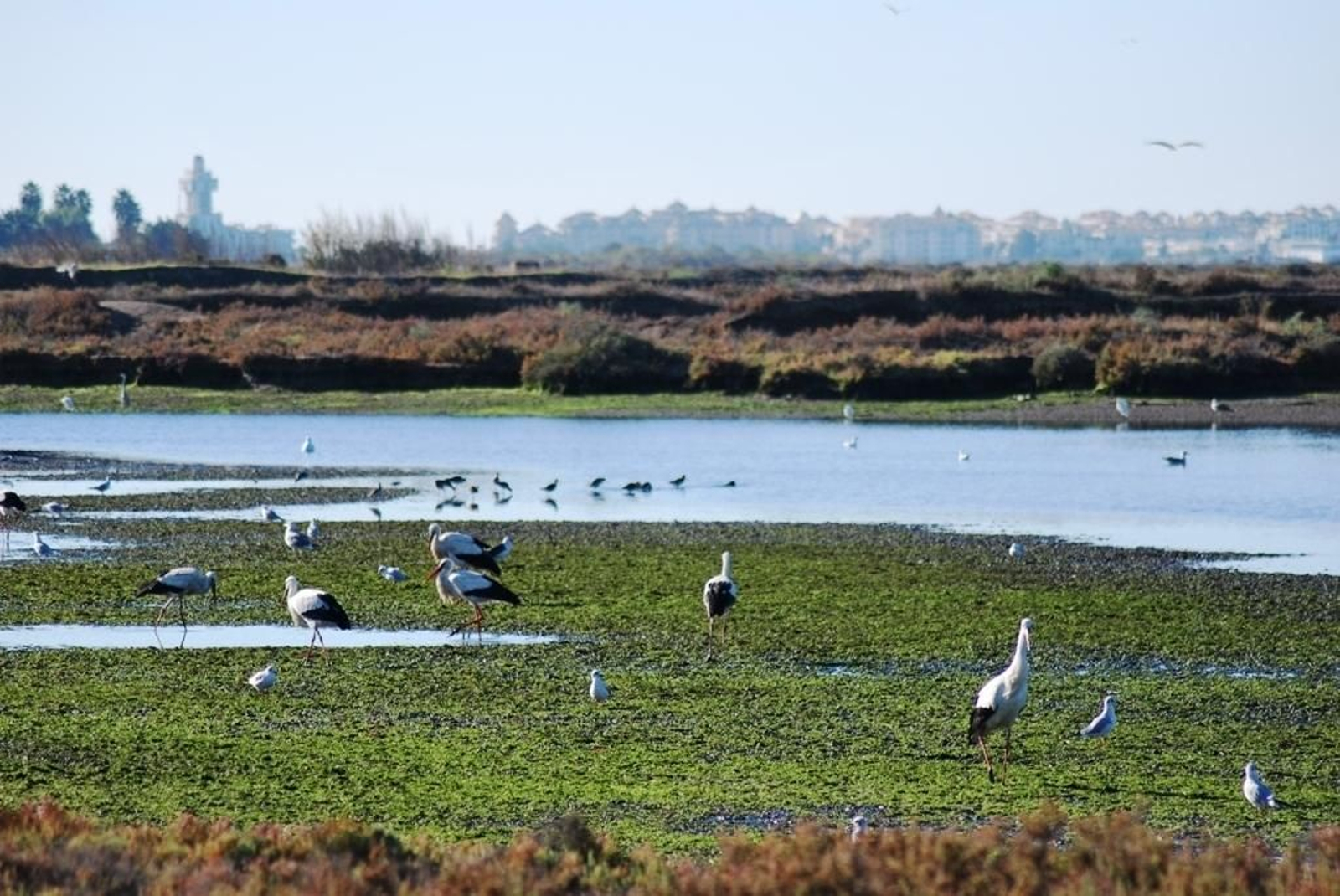 Avifauna en el paraje natural Marismas de Isla Cristina, con la localidad al fondo.