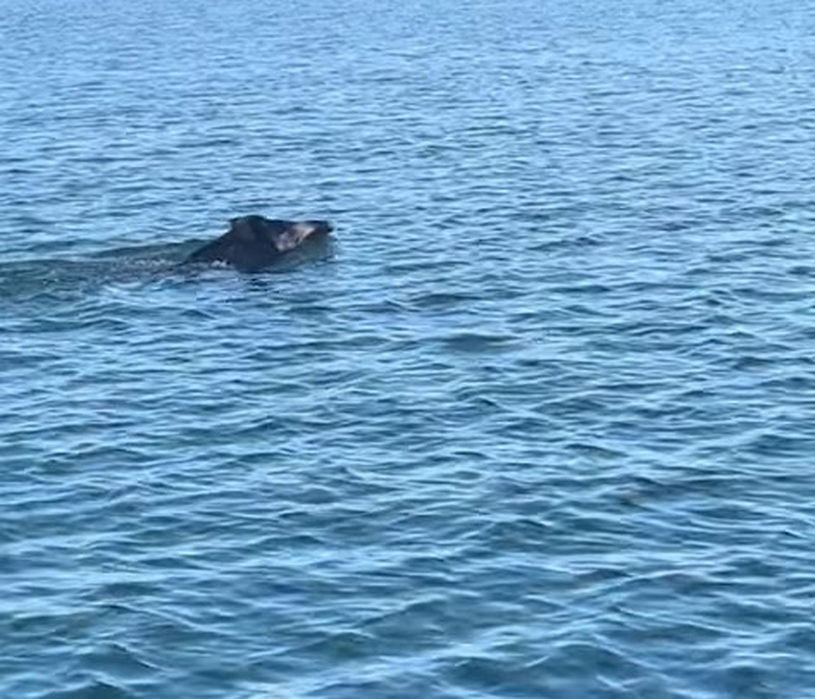 Un jabalí sorprende a varios navegantes en las Marismas del Odiel