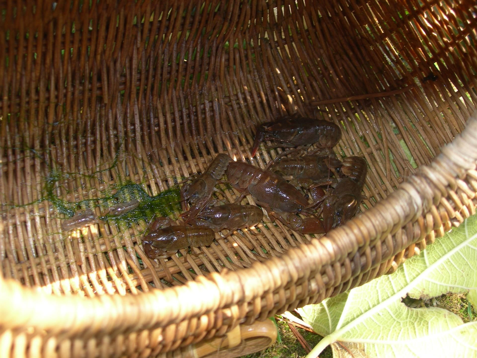 La piscifactoría del río Borosa, de Jaén, fundamental en la recuperación del cangrejo autóctono