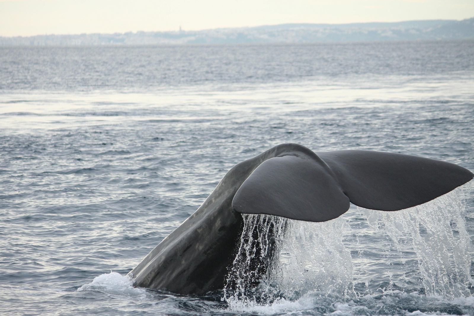 La calidad turística de Tarifa se expone en FITUR 2020