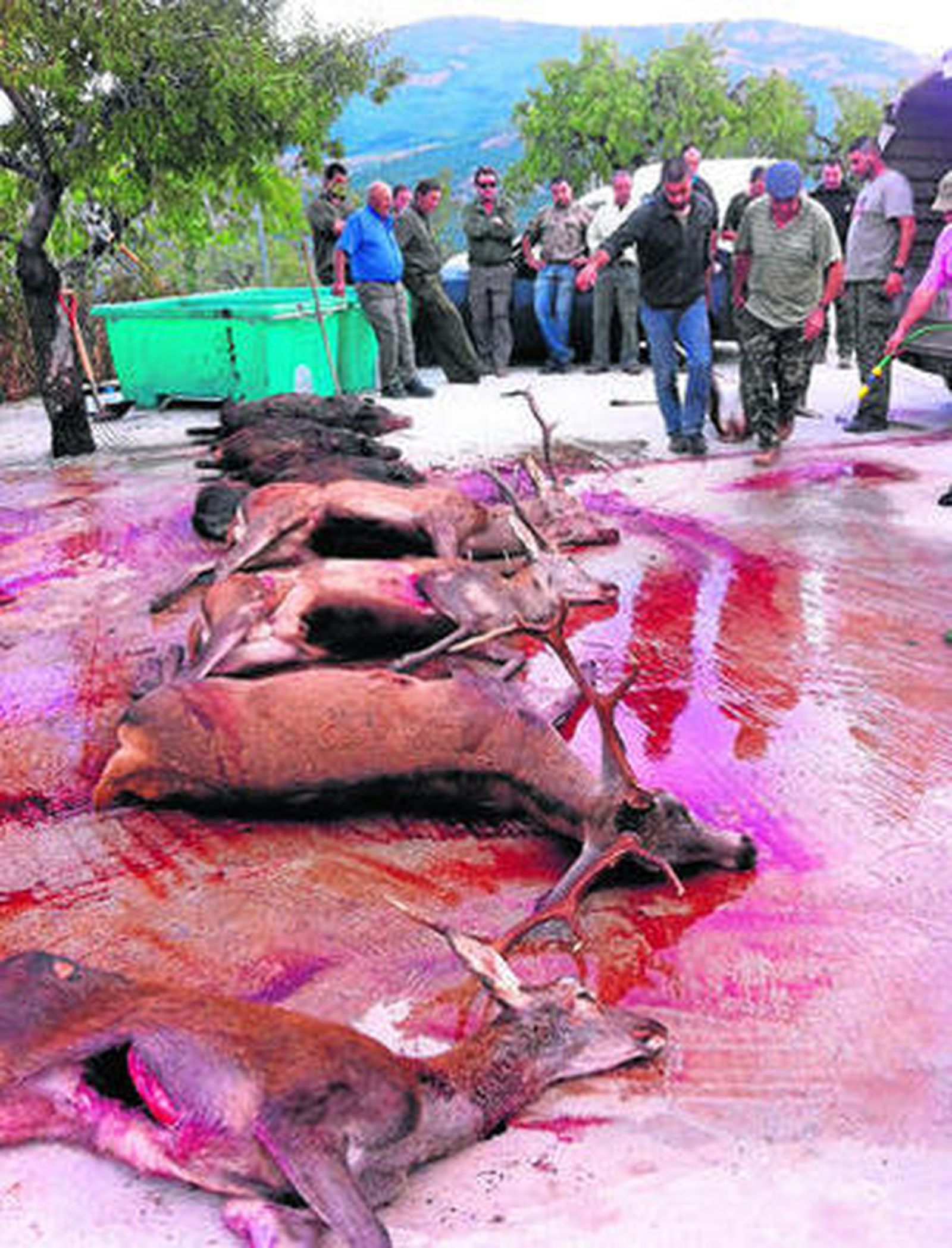 Una pequeña muestra de la junta de carne en el Cortijo de La Loma.