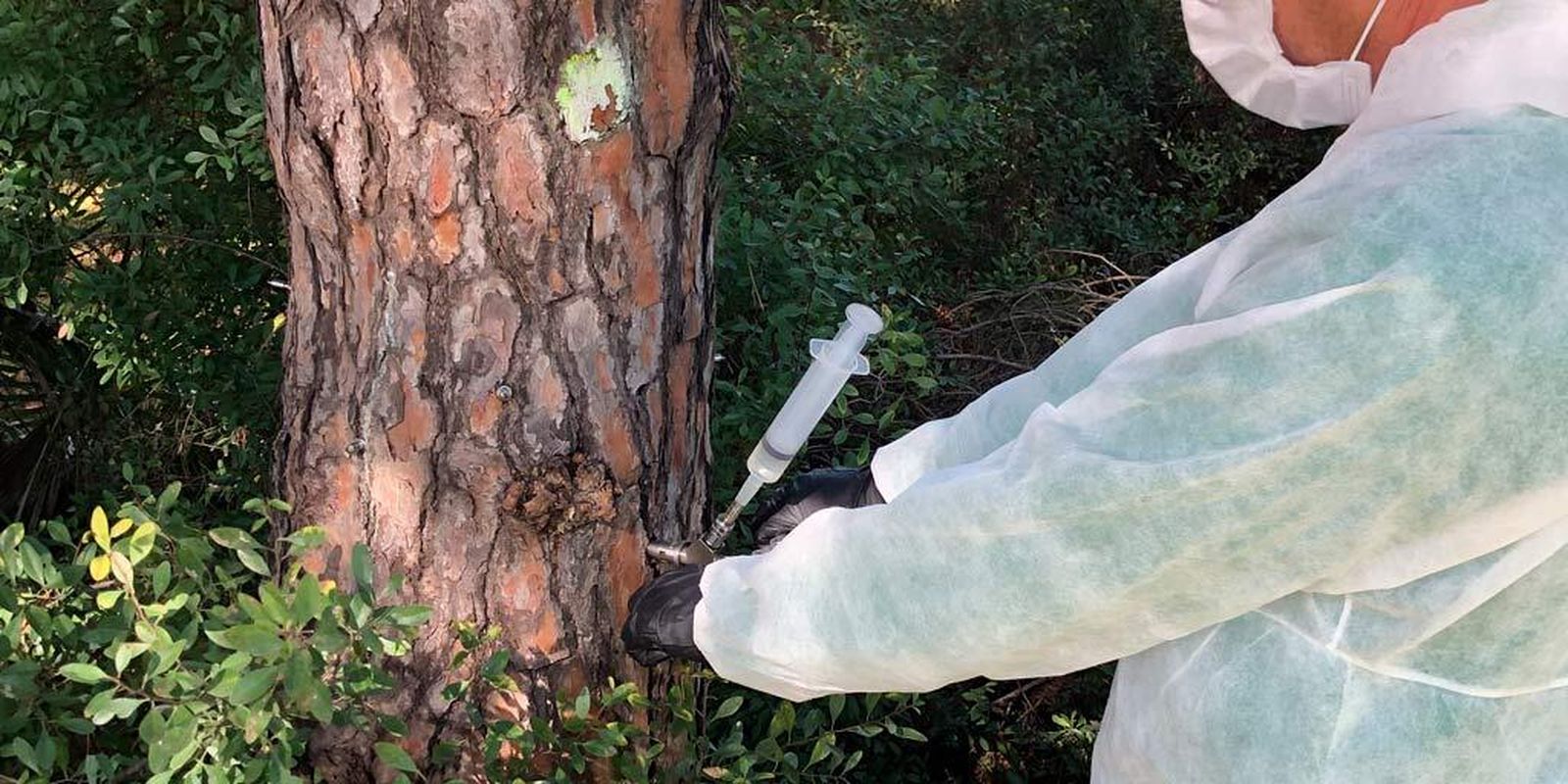 Tratamiento contra la procesionaria en Puerto Real