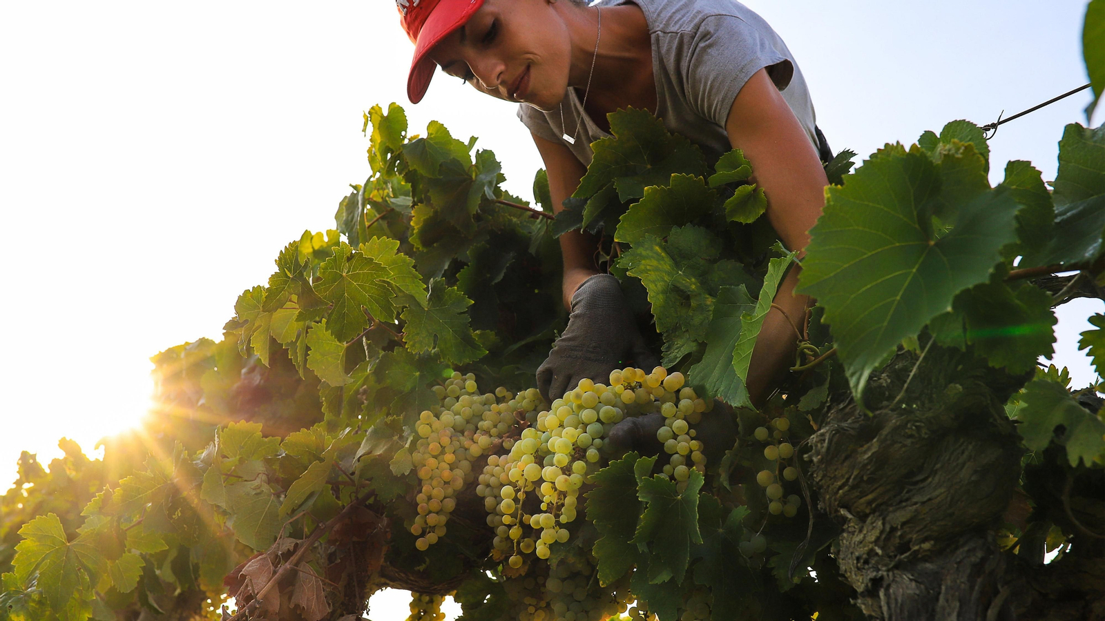 Imágenes de la vendimia de Bodega Estévez