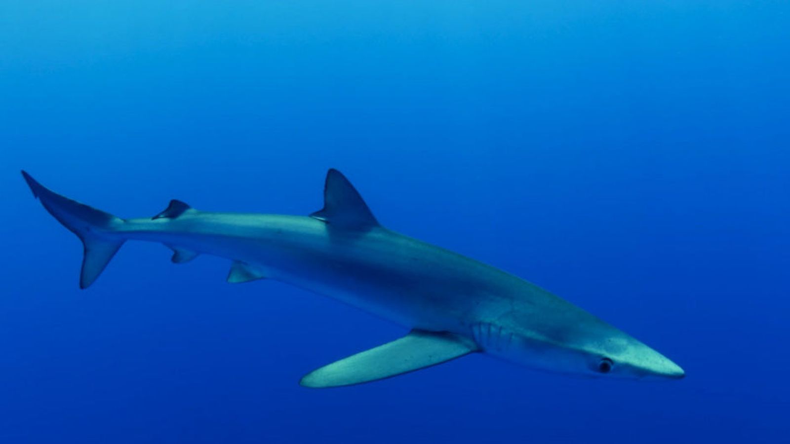 La presencia de un tiburón azul obliga a cerrar una playa de Valencia