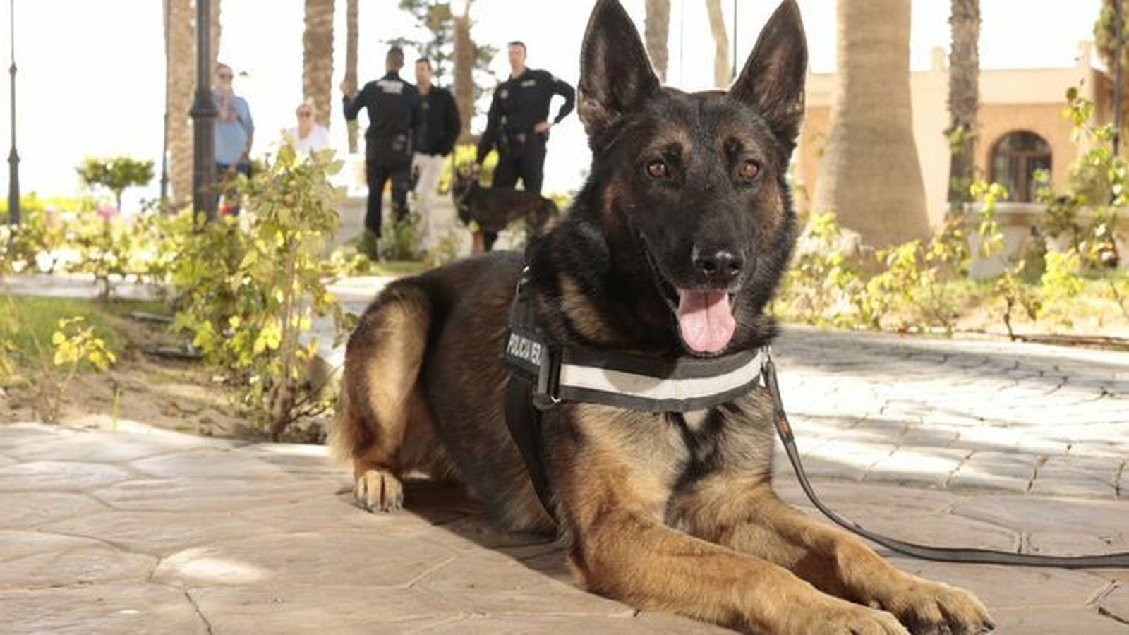 El agente canino Azorg, ya fallecido, de la Policía Local de Vera