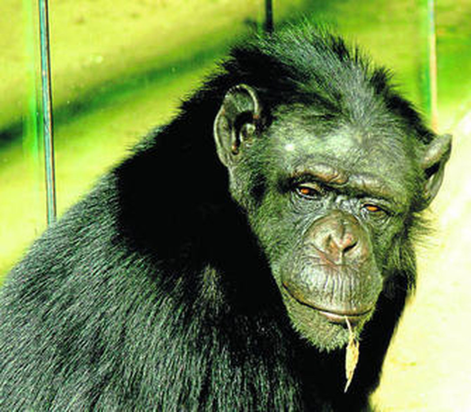 Jerez dice adiós a Lola, la mejor madre adoptiva