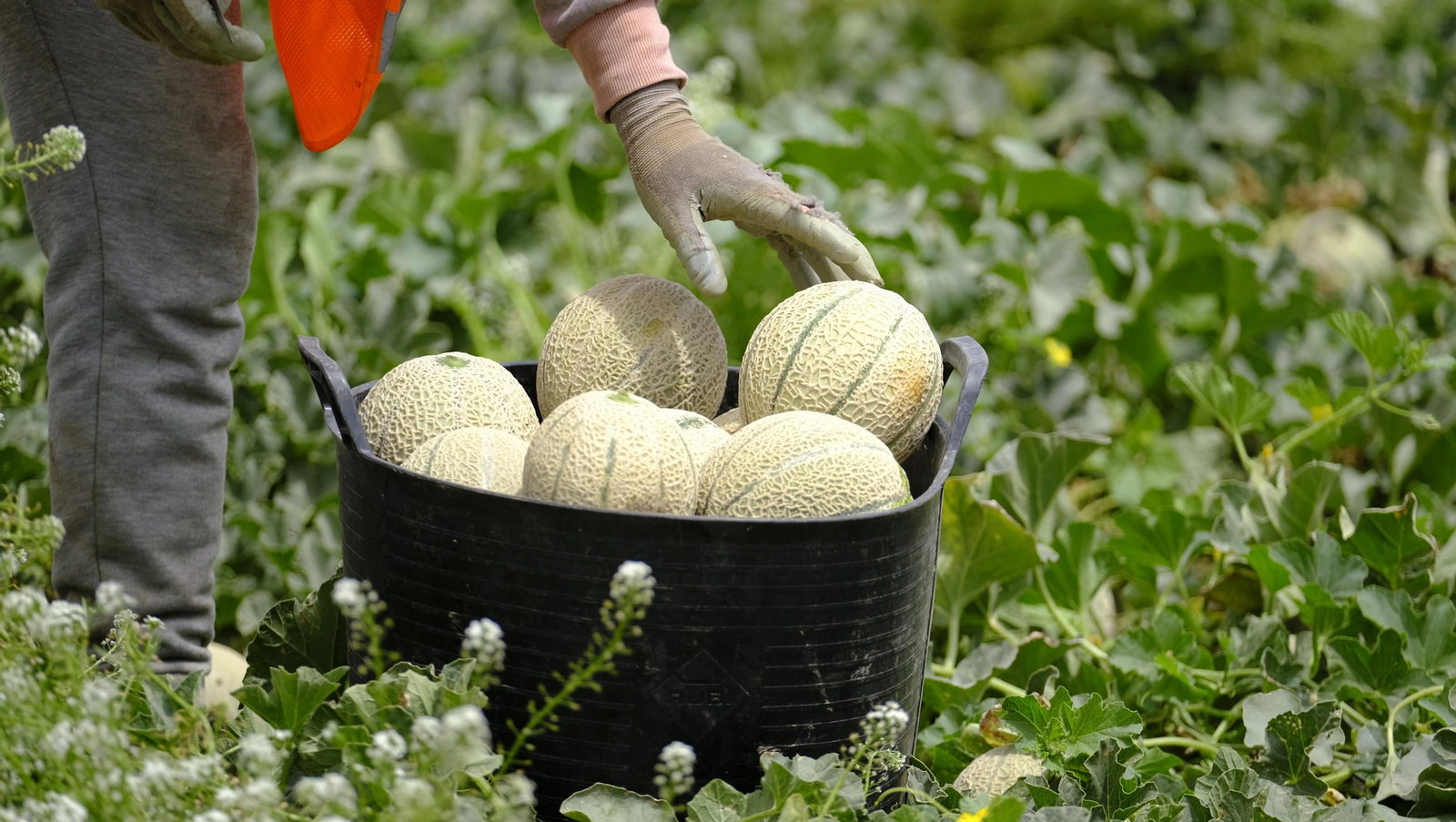 La sandía y el melón de Huércal Overa, manjares en imágenes