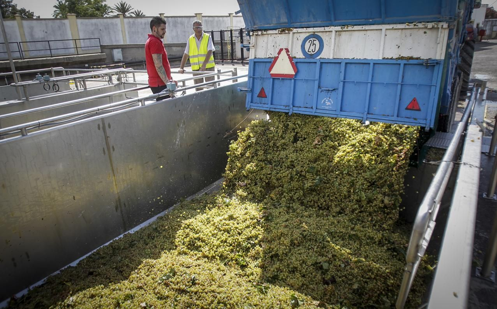 1. Manuel Valcárcel (derecha) junto a un operario controlan la descarga de los granos de uva en la tolva de un camión procedente del pago de Macharnudo. 2. Imagen de la planta de fermentación con cubos metálicos rellenos de mosto.    3. Foto detallada del instante en el que la uva se traslada del vehículo a la cuba.