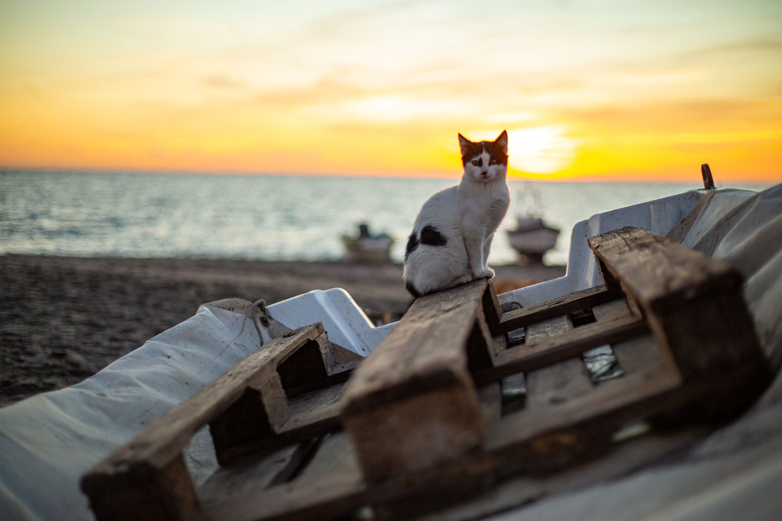 Gato de una colonia de la playa