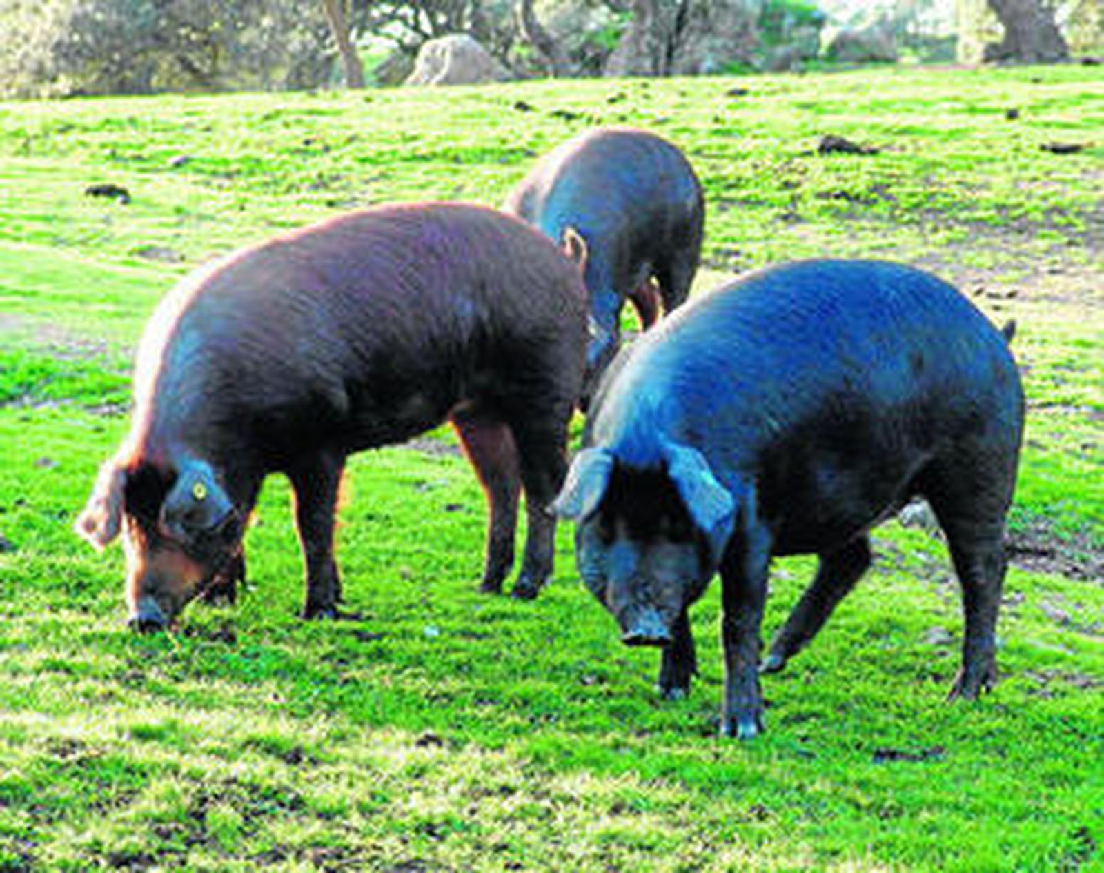El consumidor puede reservar un cerdo y visitarlo cuando quiera.