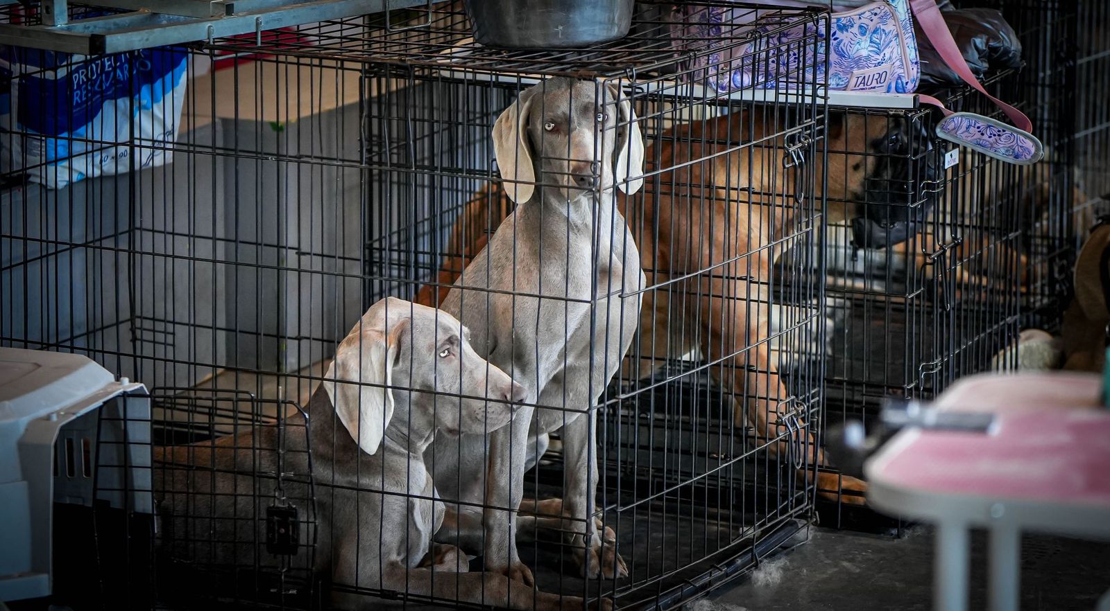 Espectacular exposición canina en Ifeca Jerez, en imágenes
