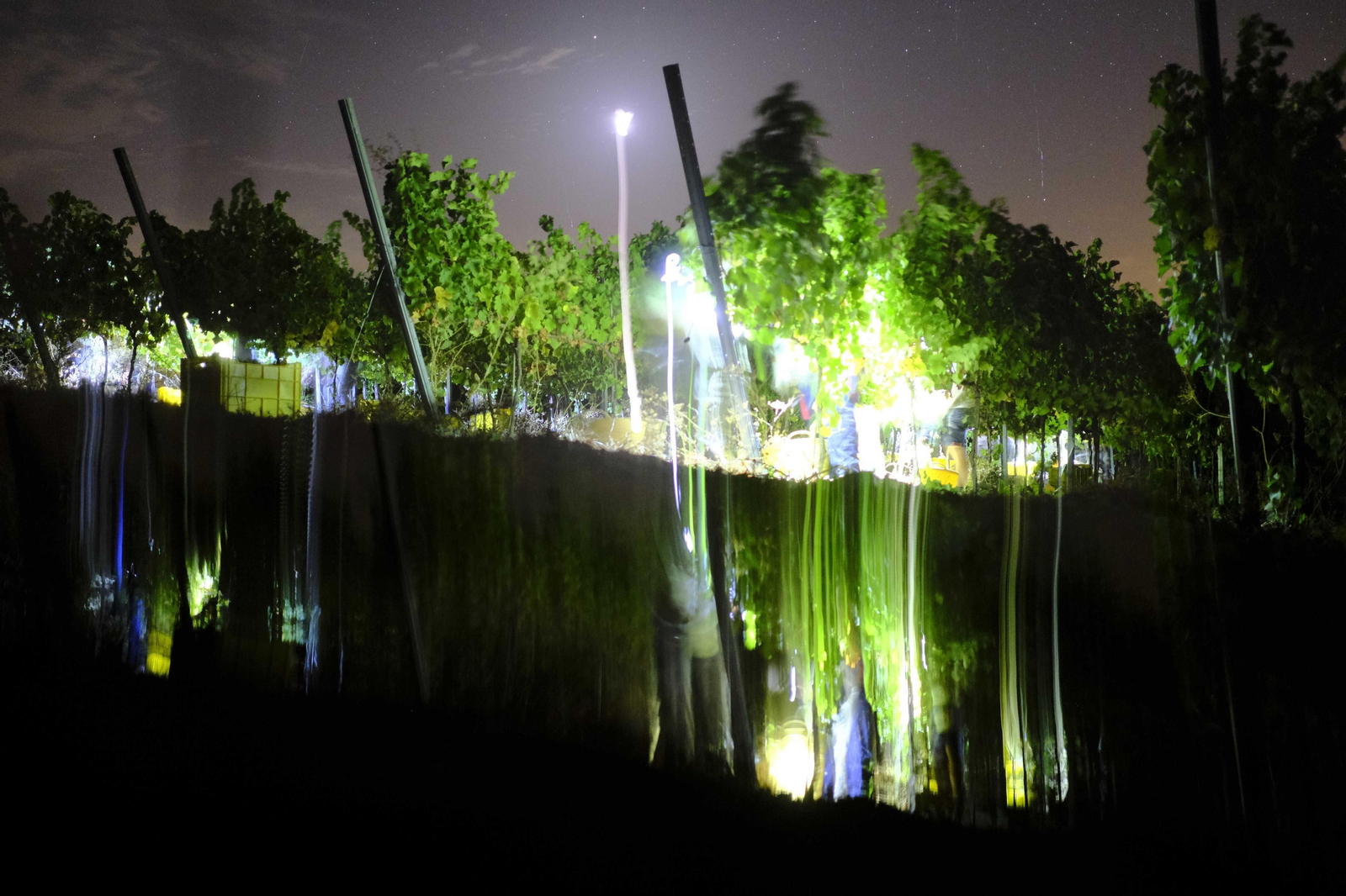 La vendimia de la Serranía de Ronda, en fotos.