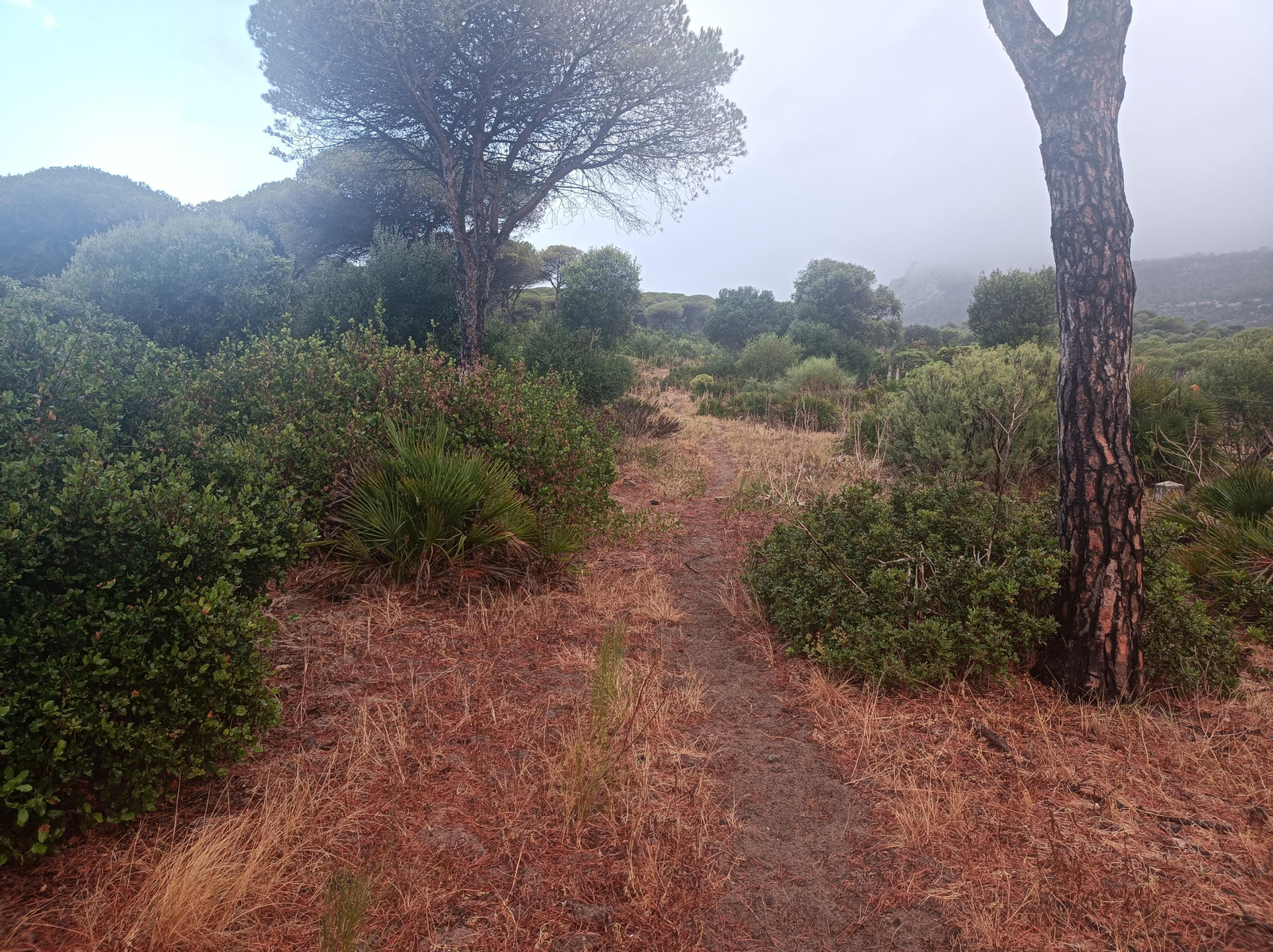 Atravesamos un bonito pinar por el lateral del vallado de las ruinas.