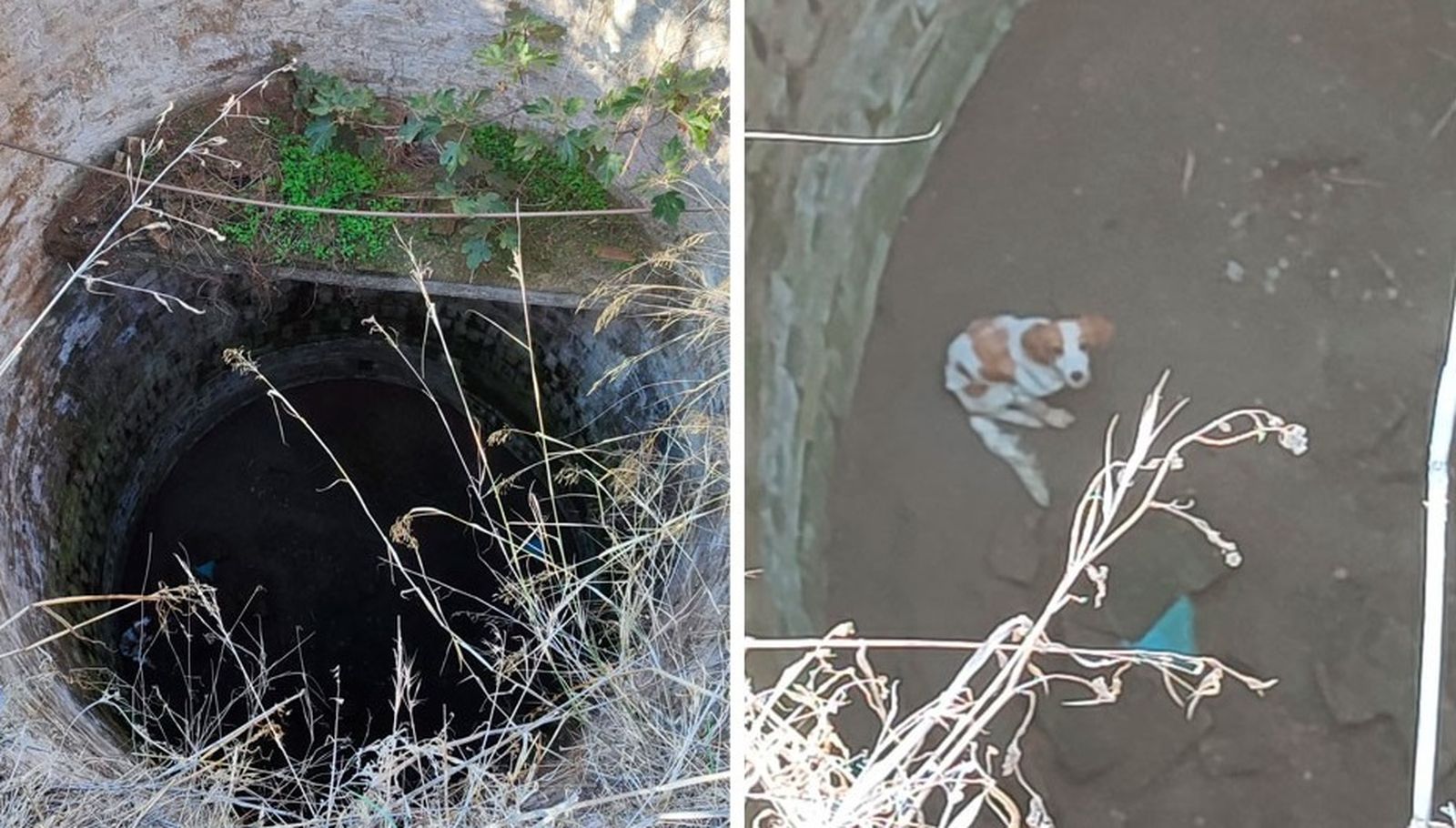 El cachorro en el interior del pozo.
