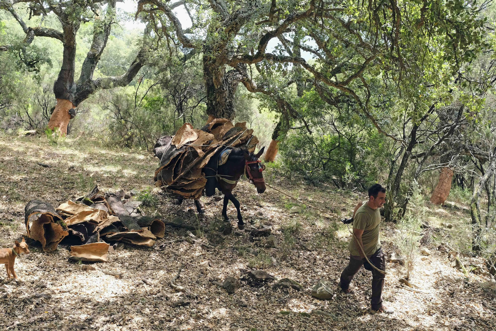 La fotos de la saca del corcho