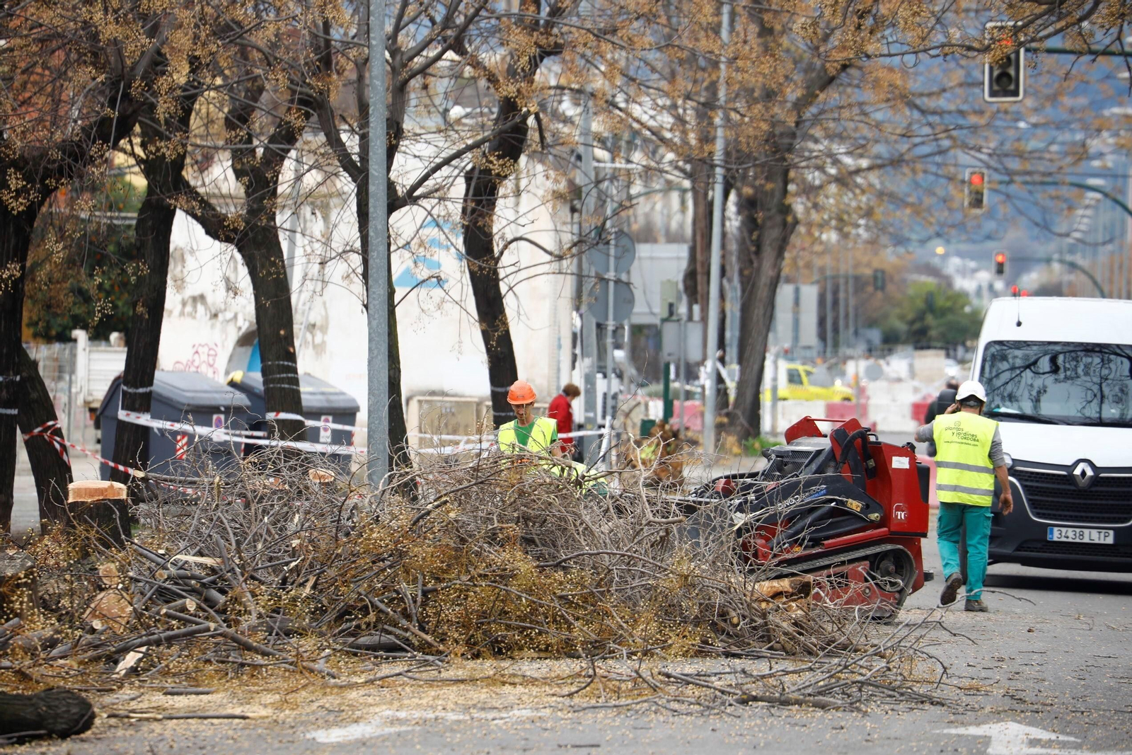 La tala de árboles en la carretera de Trassierra, en fotos La tala de árboles en la carretera de Trassierra, en fotos