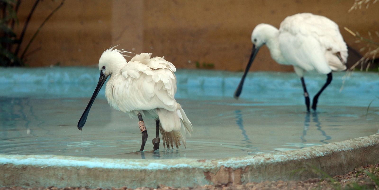 Centro de especies protegidas CREA-CEGMA