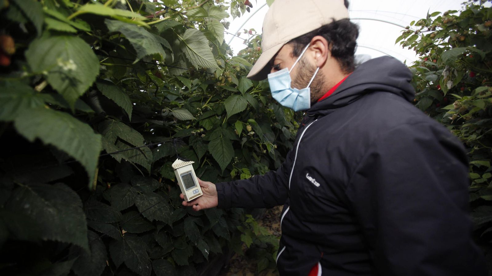 El joven agricultor palermo Cristian Cumbreras comprueba la temperatura en el interior de sus invernaderos.