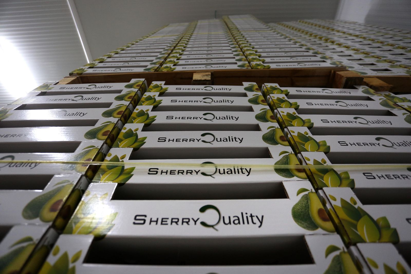 Aguacate:EL "oro verde"ya se cultiva en jerez