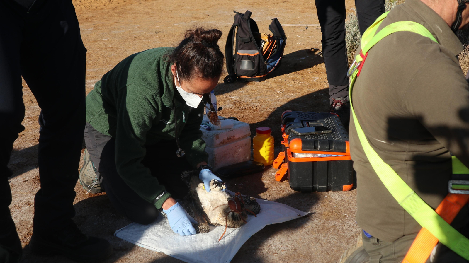 Anillamiento de tres pollos de águila pescadora nacidas en el Paraje Natural Marismas del Odiel