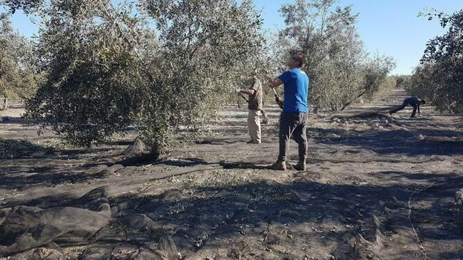 Recogida de aceituna en una finca