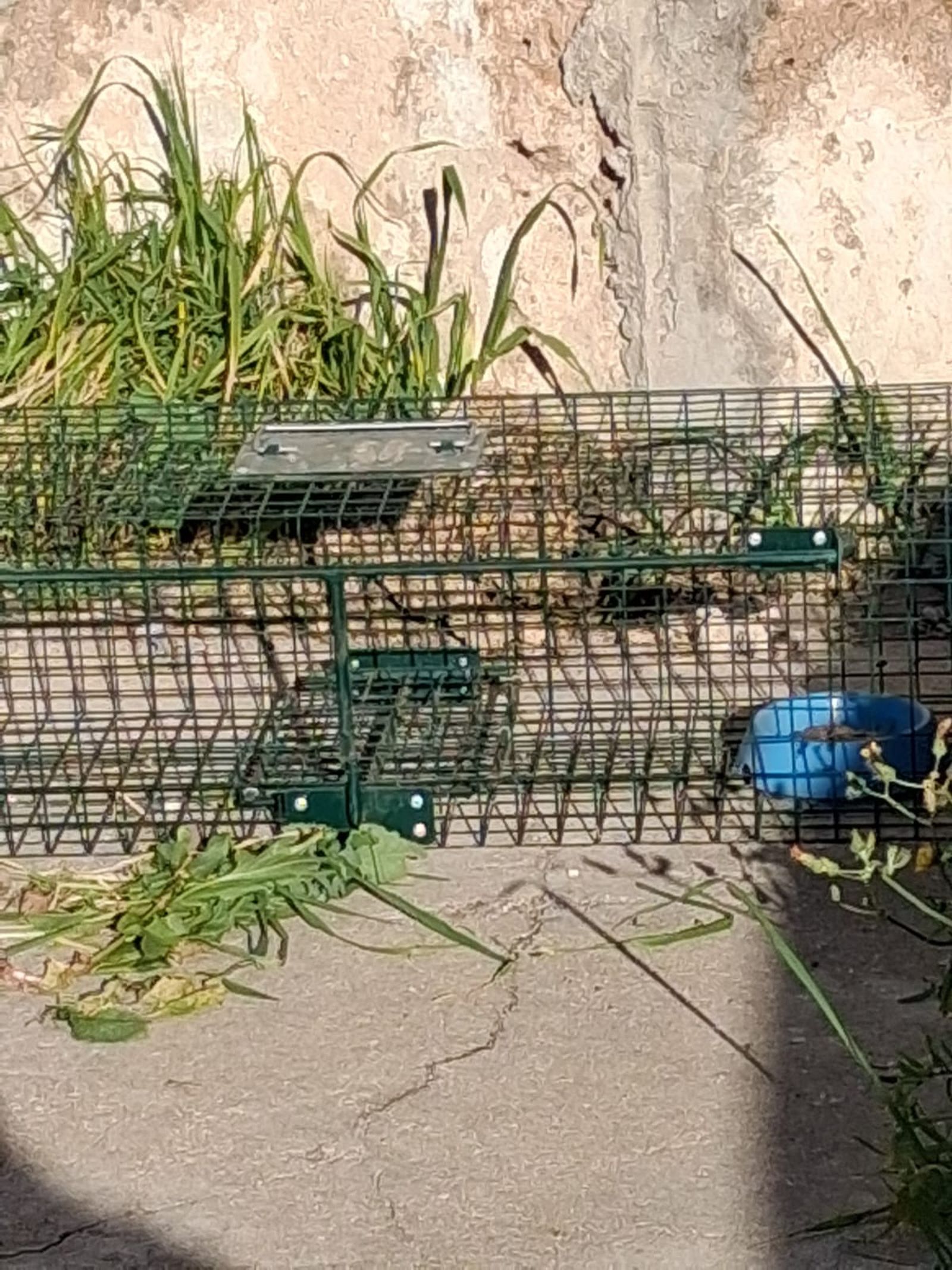 Trampa colocada dentro del antiguo camposanto.