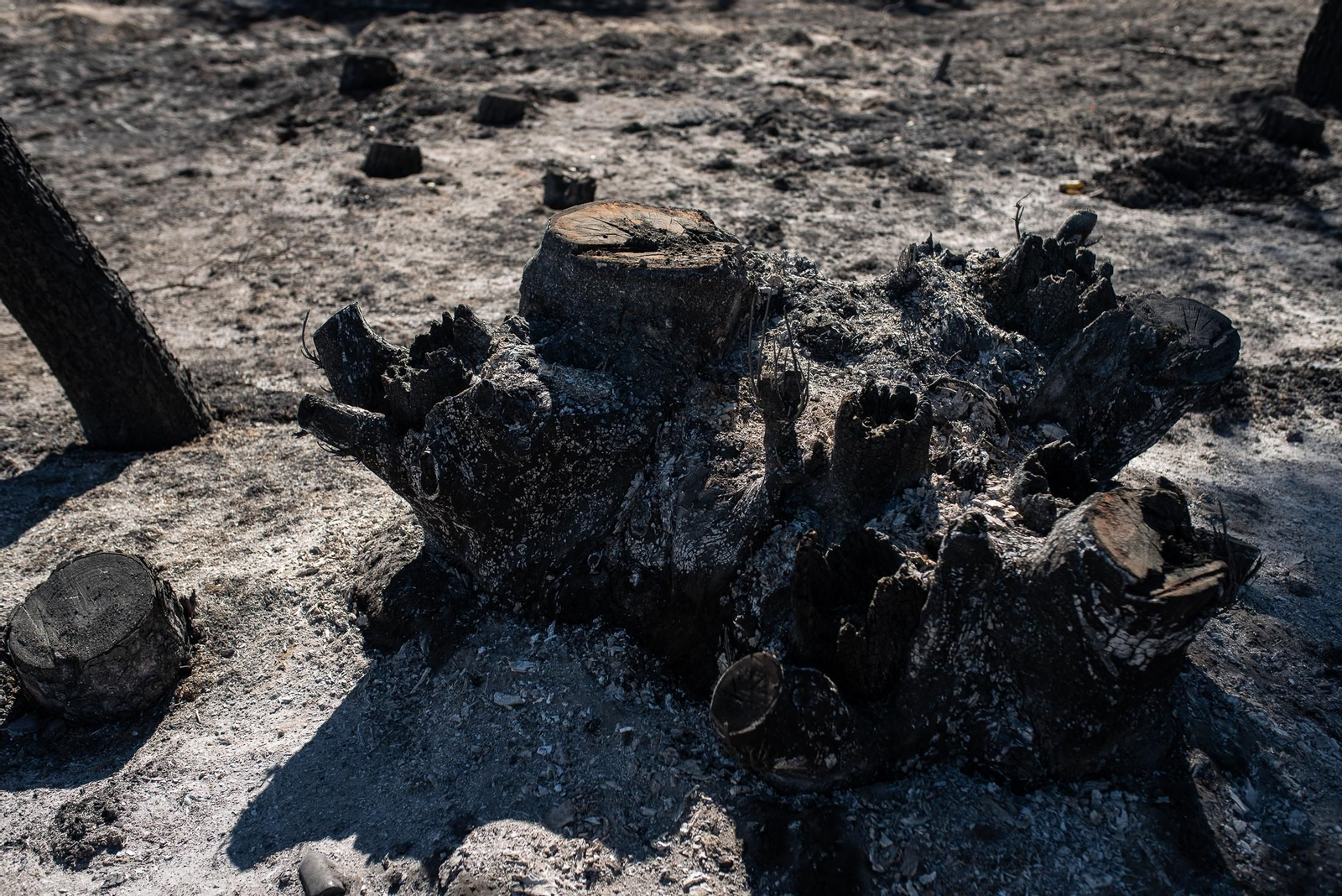 El rastro del incendio de Almonte en imágenes