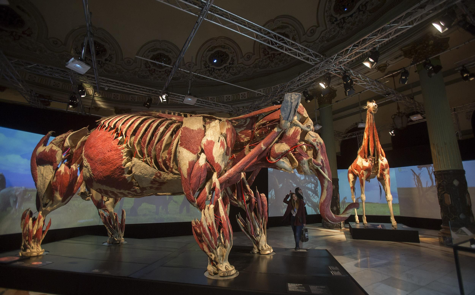 Los más pequeños, portando su saco de dormir, conocerán de cerca la anatomía animal.