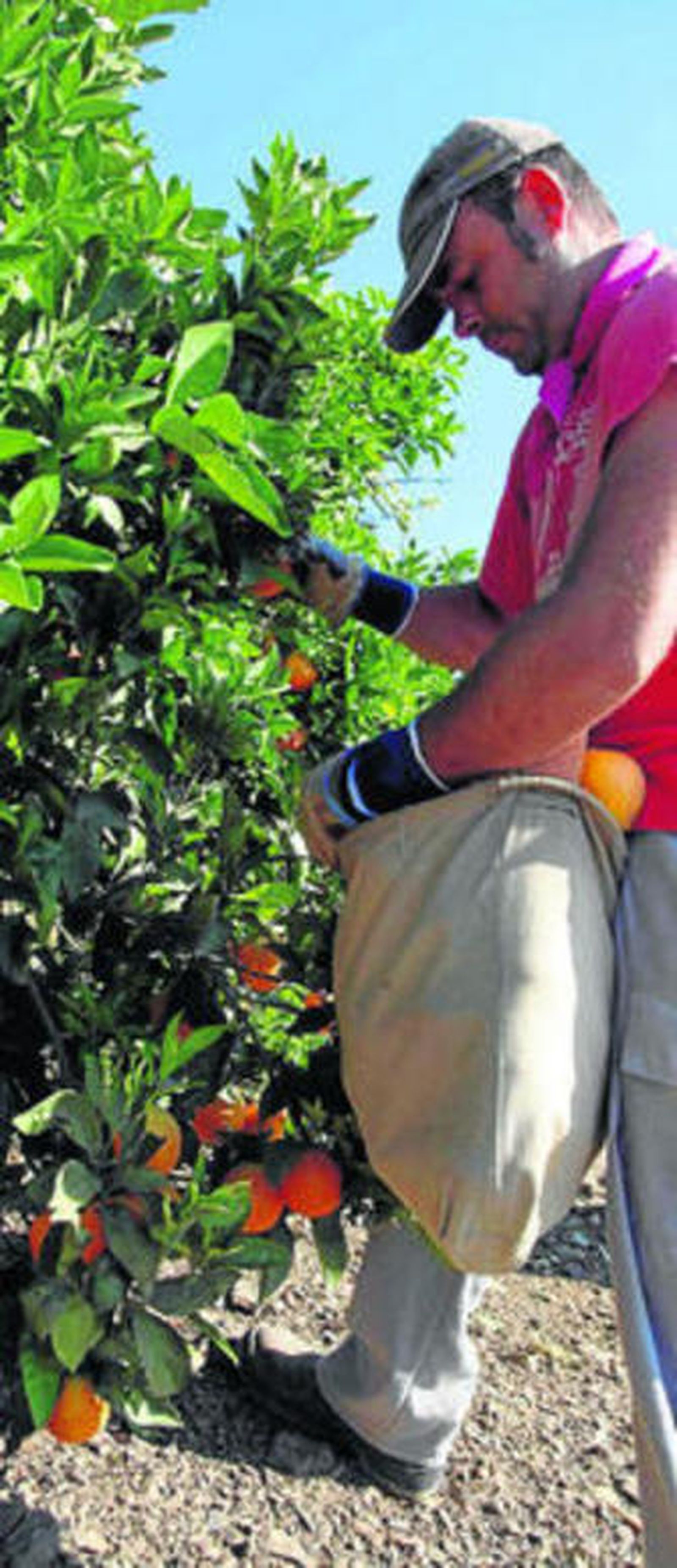 Un temporero trabaja en la recogida de cítricos en una finca de Huelva.