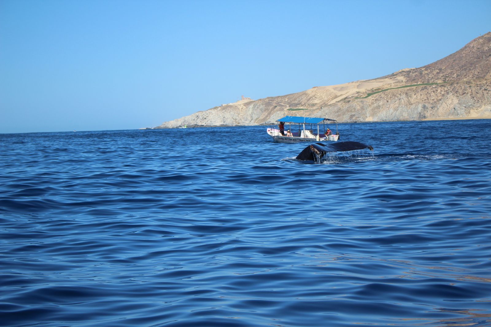 Nuevo intento de levantar la prohibición de cazar de ballenas tras 40 años