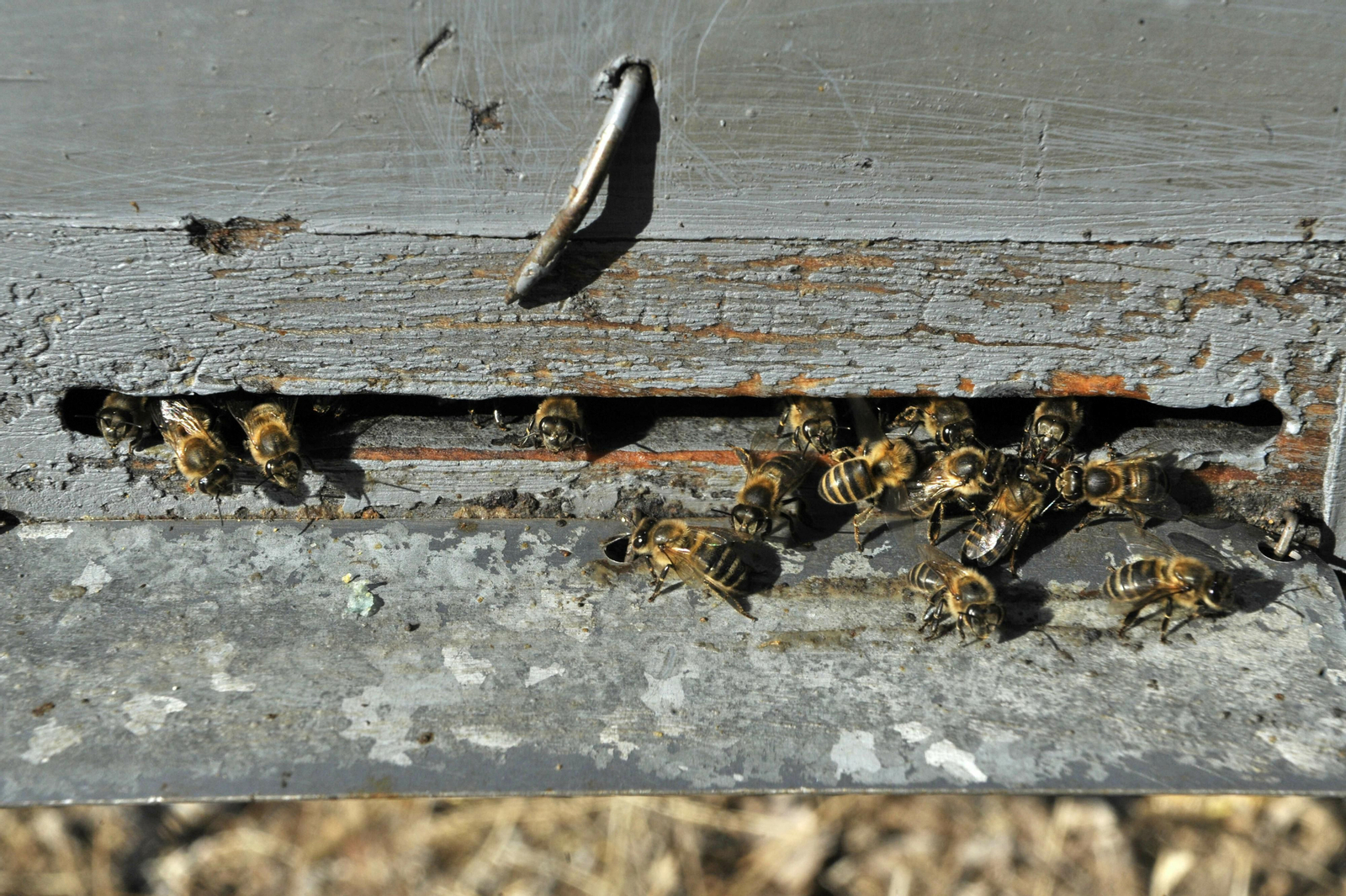 Industria apícola en la provincia