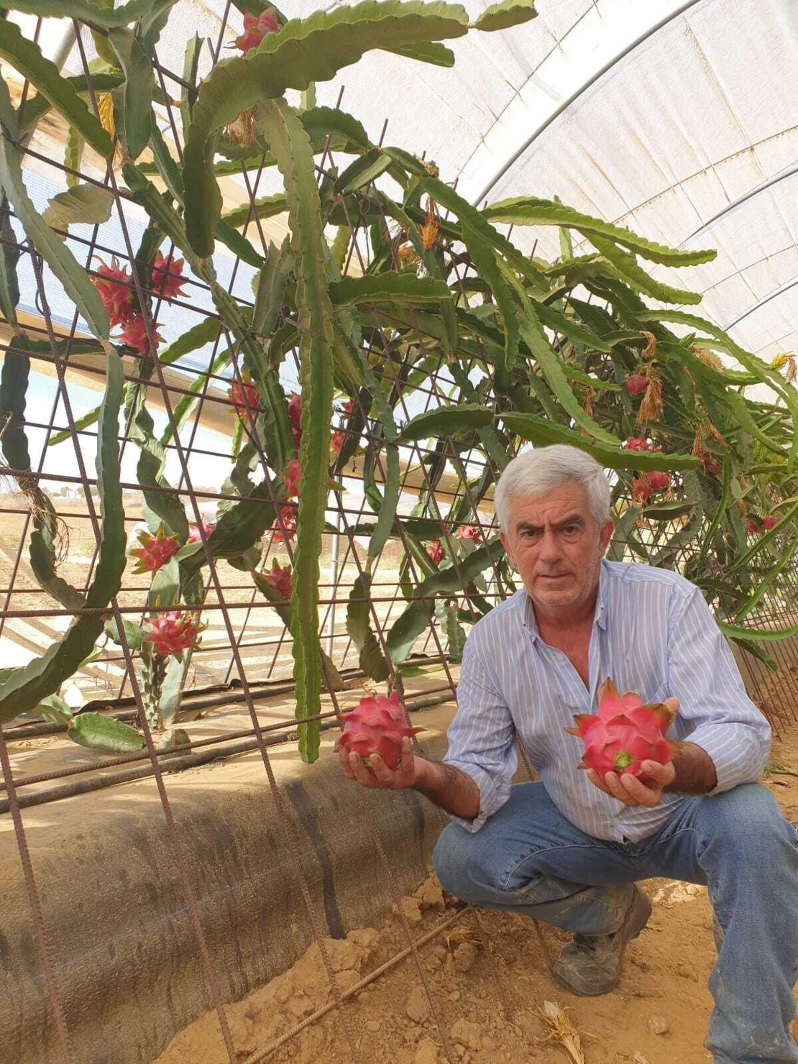 Garrocho muestra el cultivo de las pitayas.