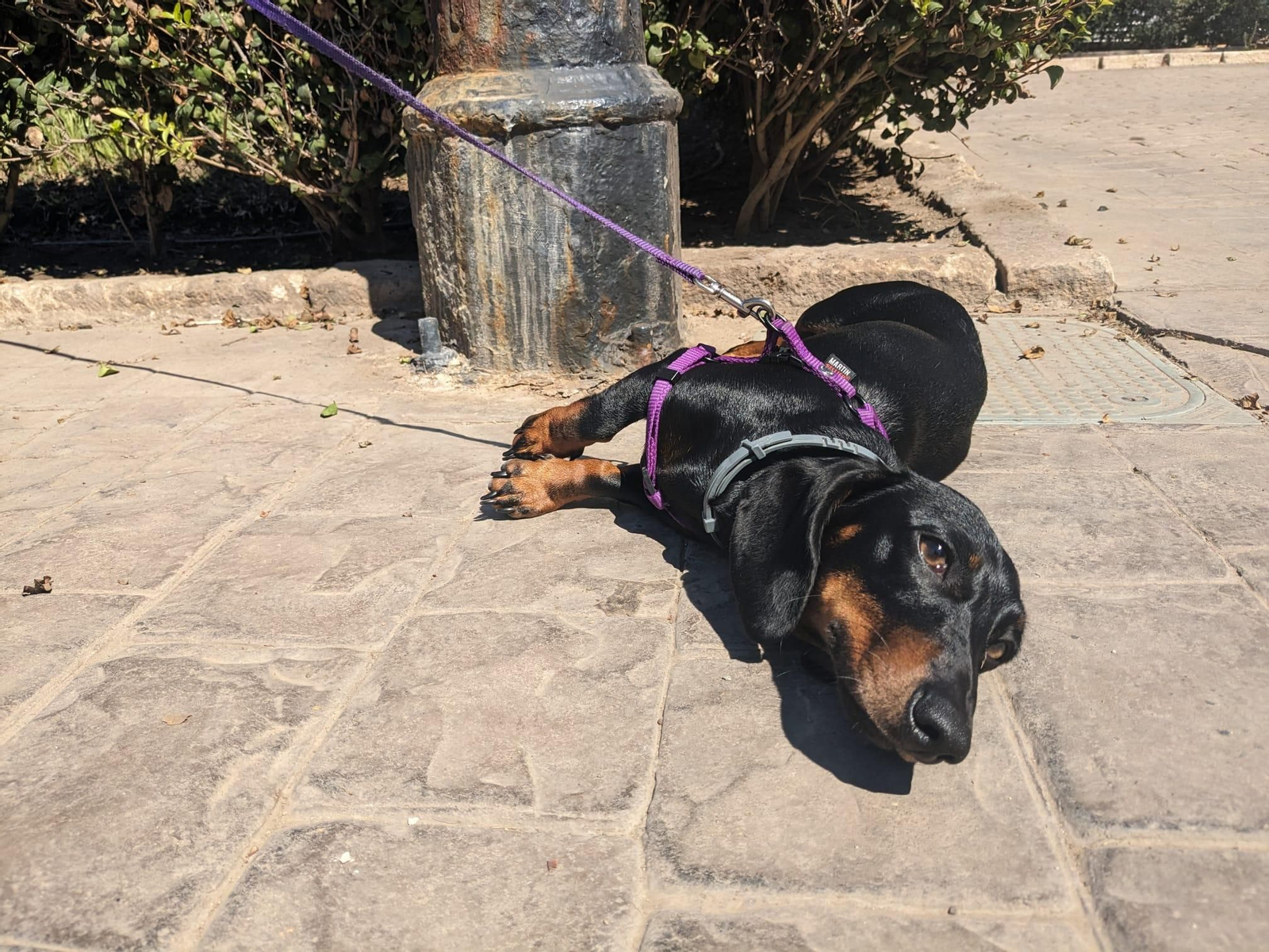 Un perro junto a una farola con el báculo oxidado