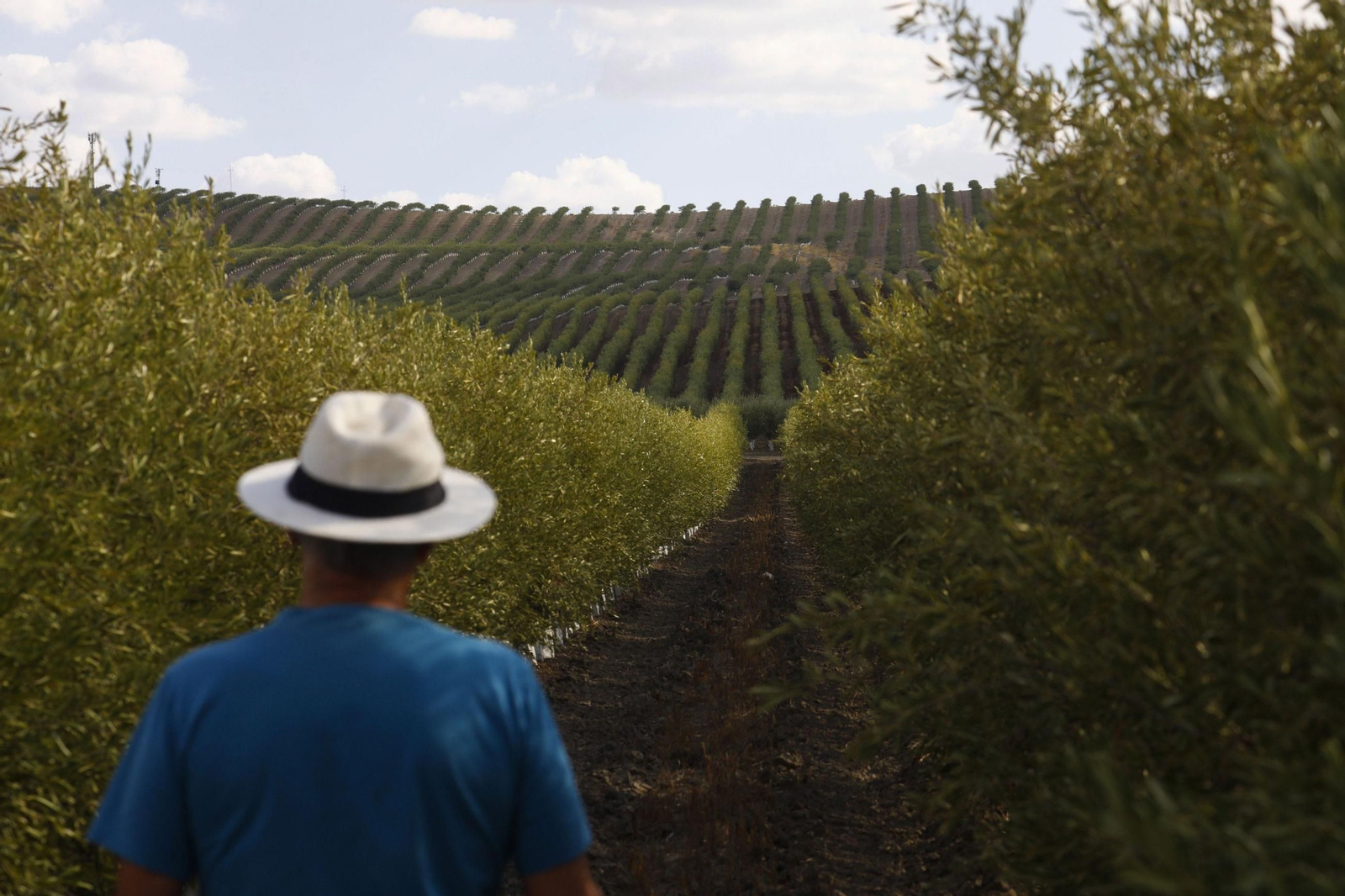 Un agricultor recorre un olivar superintensivo de regadío