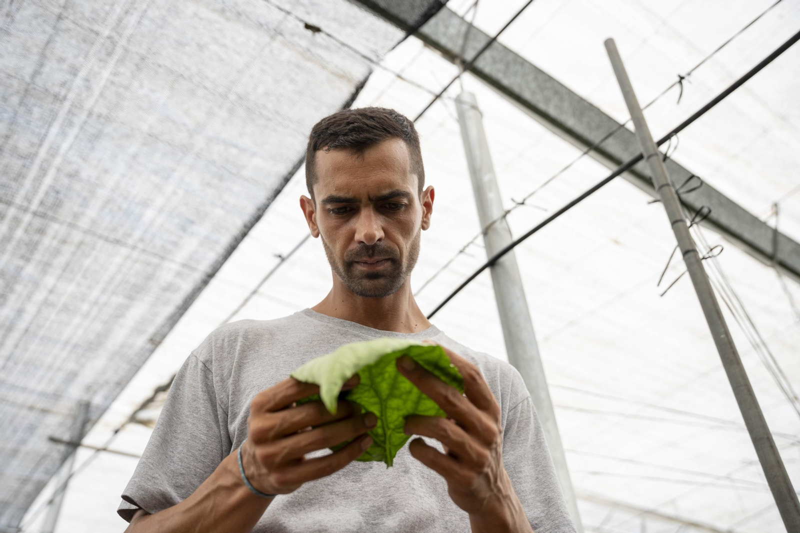 Las imágenes de la suelta de bichos depredadores para la lucha biológica en invernadero por Agrobio
