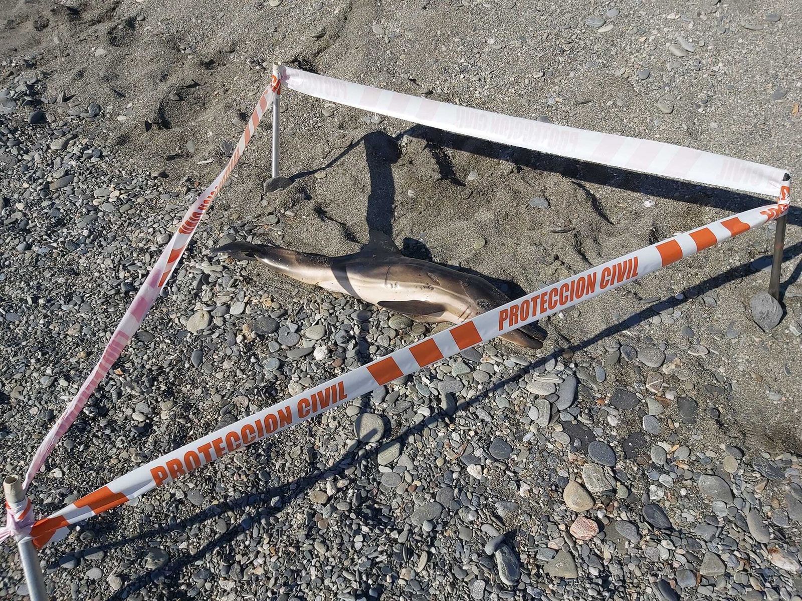 Aparece un pequeño delfín muerto en la playa de La Mamola