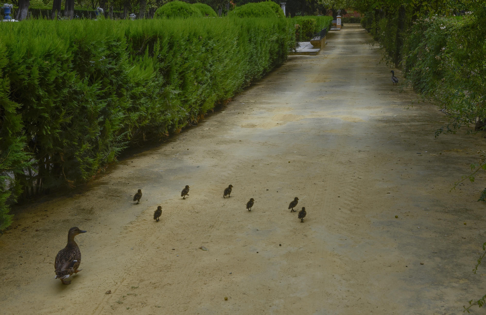 En el corazón del Alcázar de Sevilla: vuelta a la normalidad