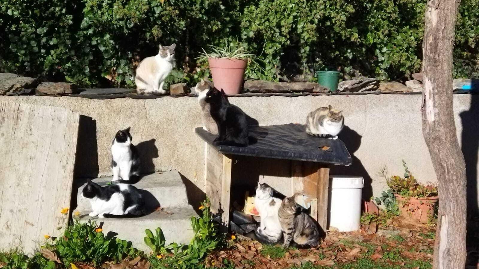 Los felinos se mueven por diferentes zonas del municipio