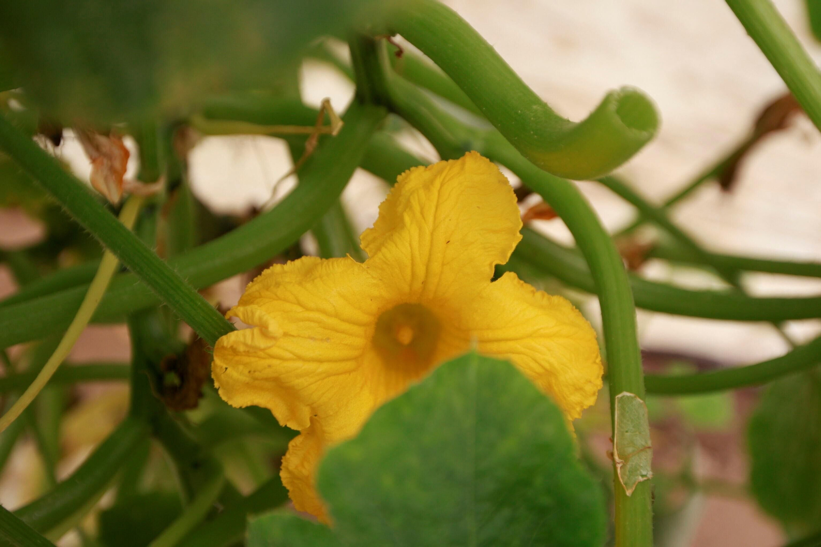 Vea cómo es el Zucchiolo, el producto de moda de la huerta almeriense
