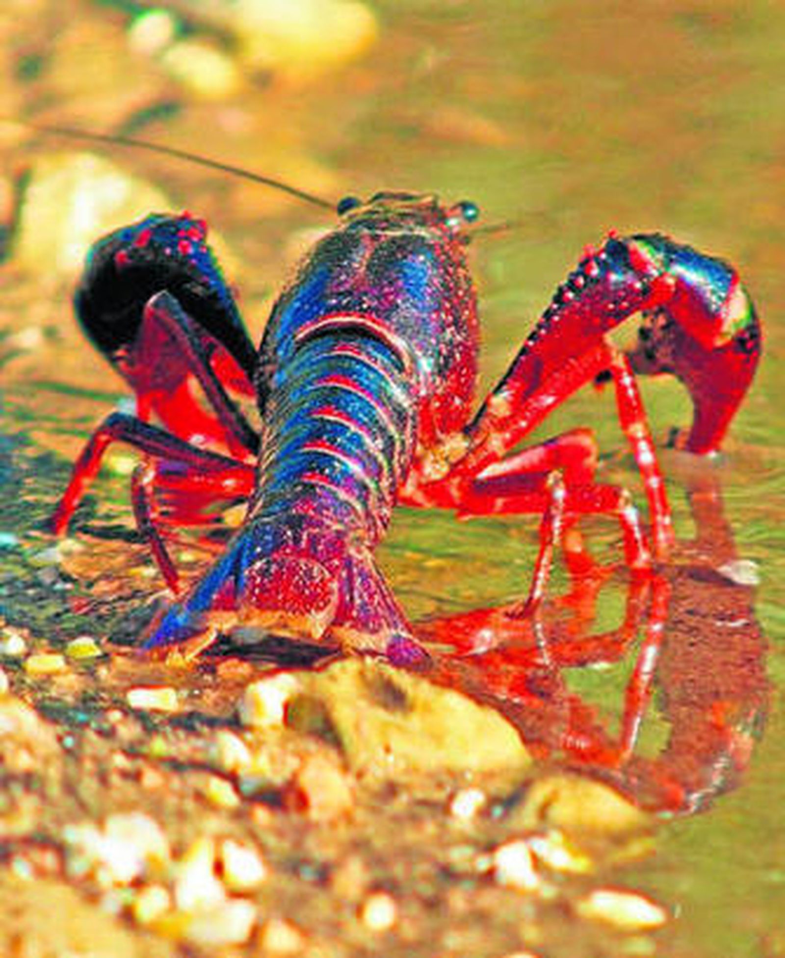 Un ejemplar de cangrejo rojo.