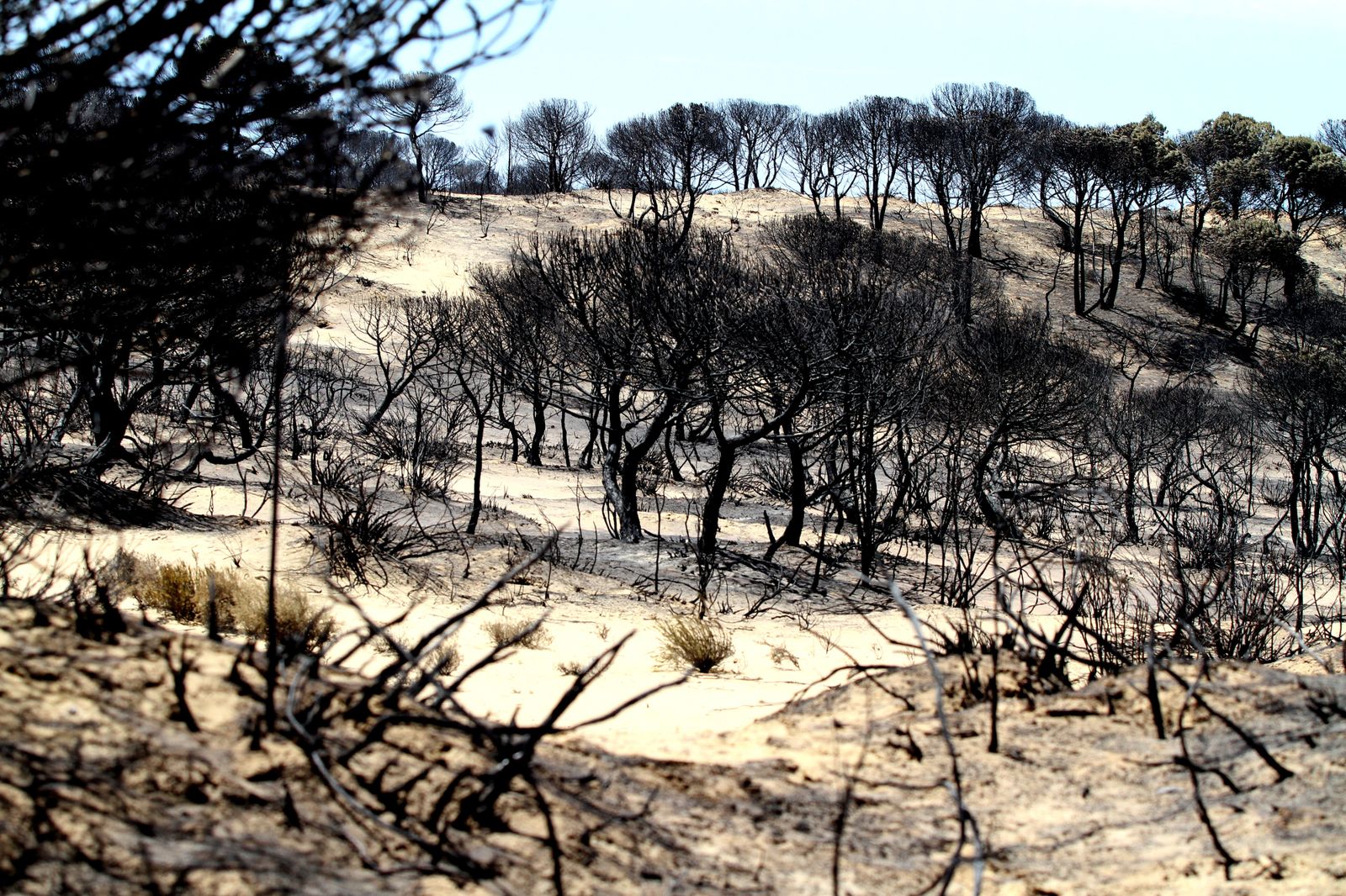 Imágenes de las consecuencias del incendio de Moguer